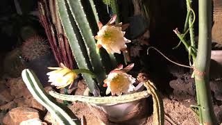 柱サボテンの開花第2弾