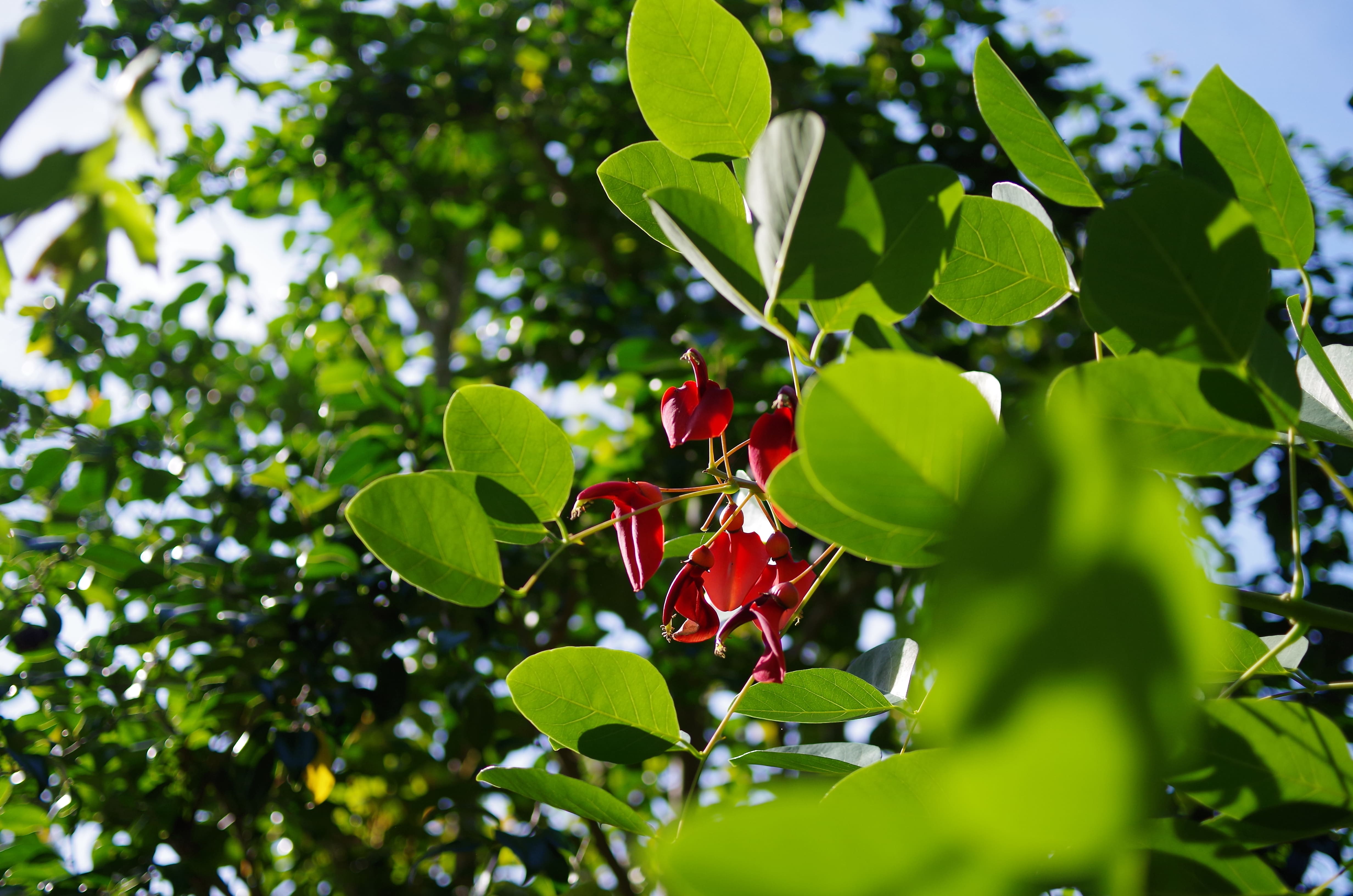 アメリカデイゴ