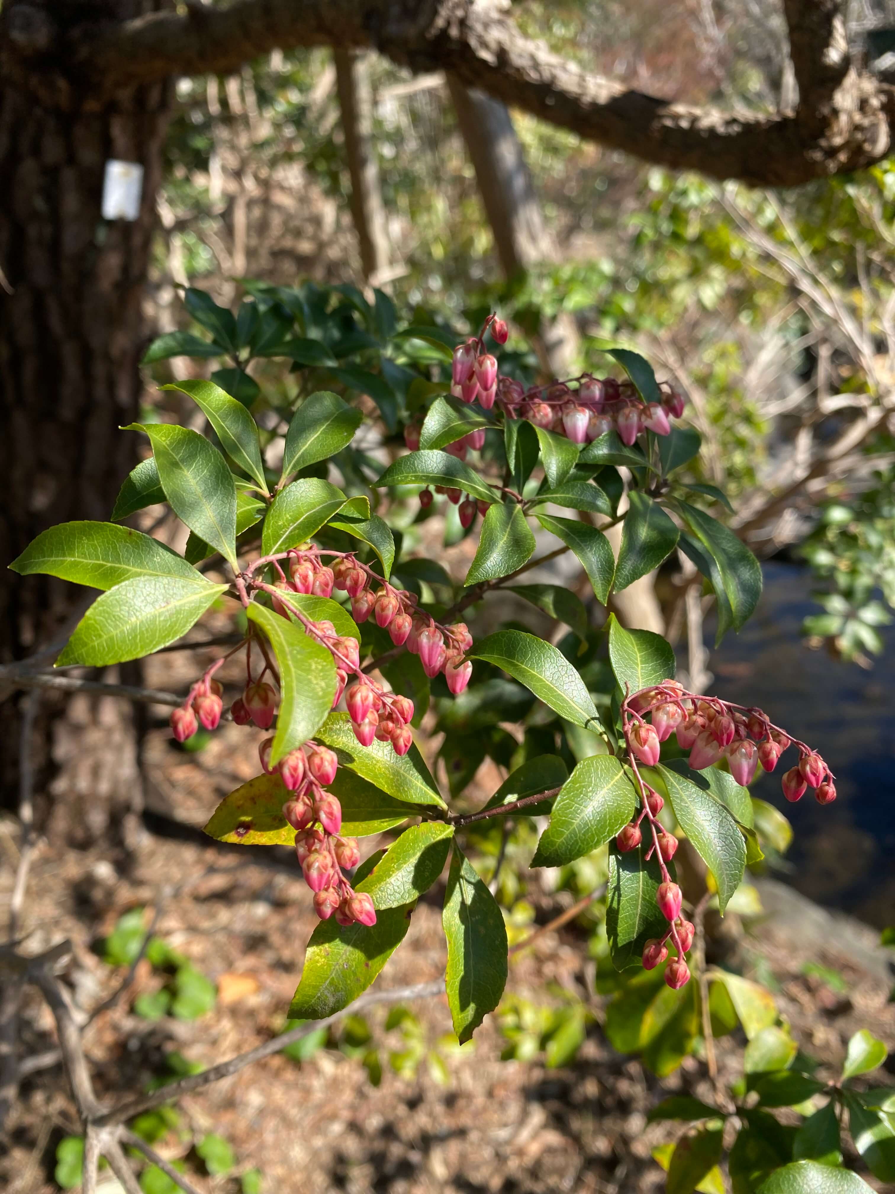 園内の植物 | 藤沢市長久保公園 都市緑化植物園・生物多様性センター