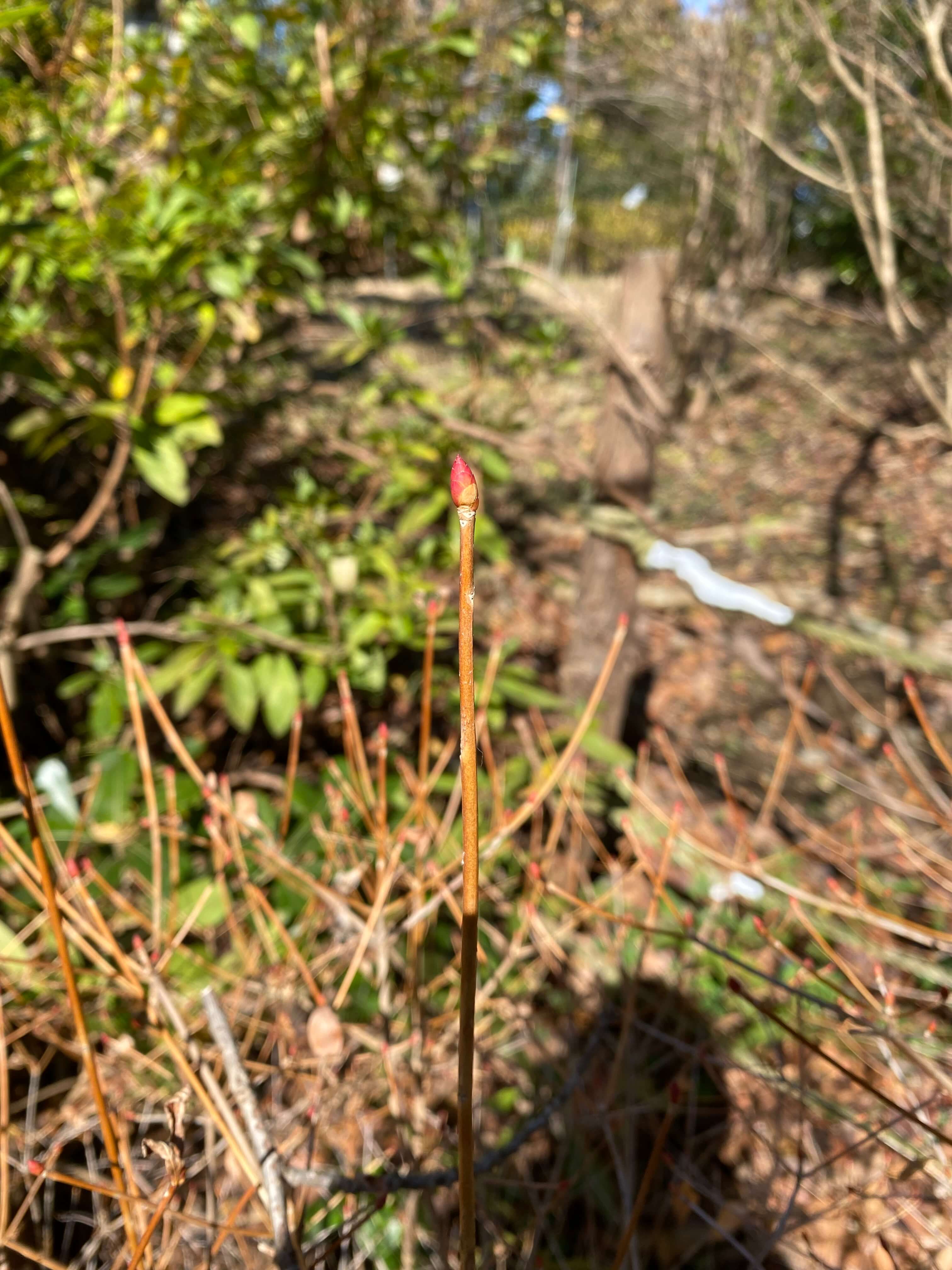 ドウダンツツジ