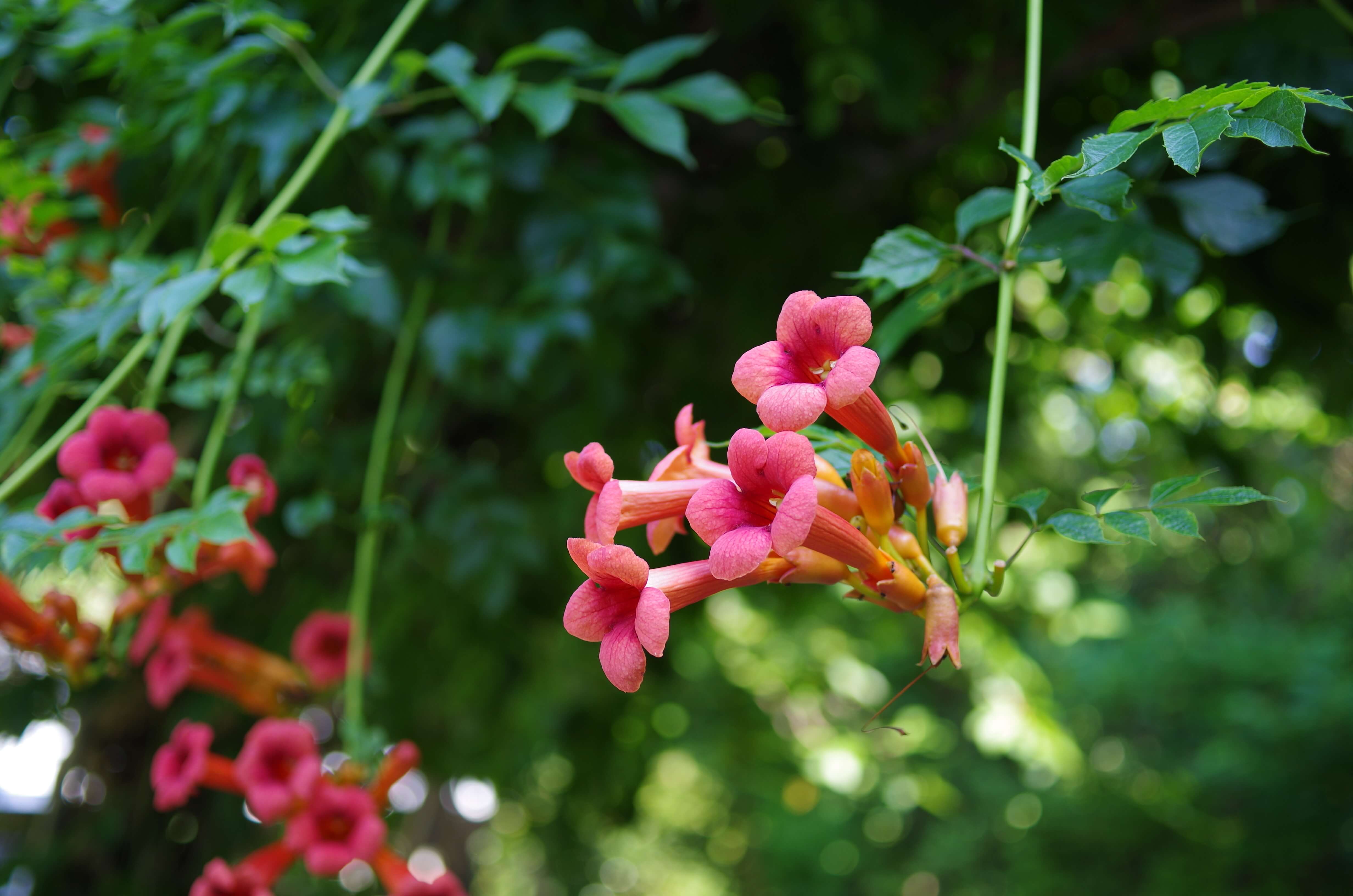 アメリカノウゼンカズラ
