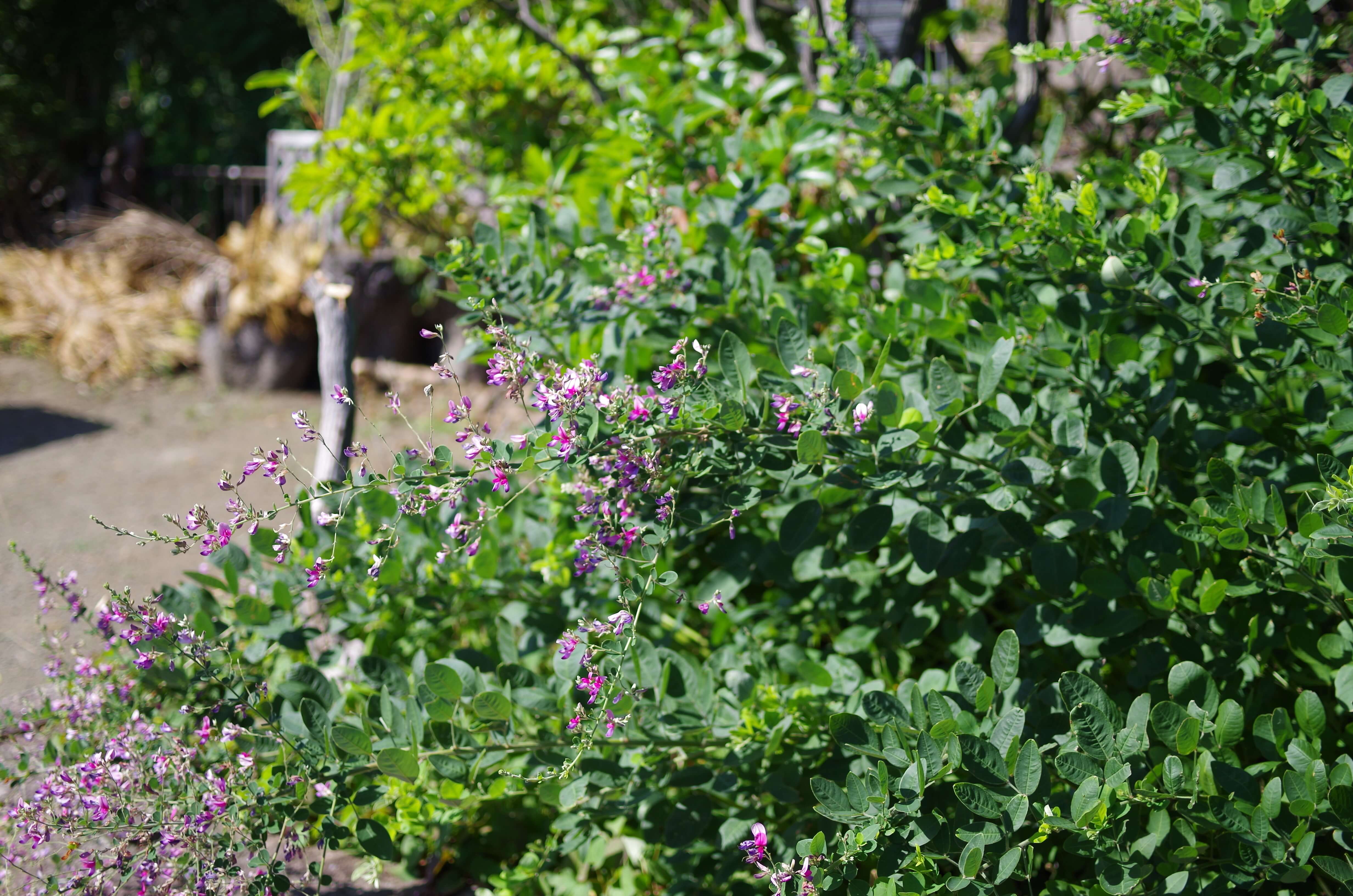 チョウセンハギ