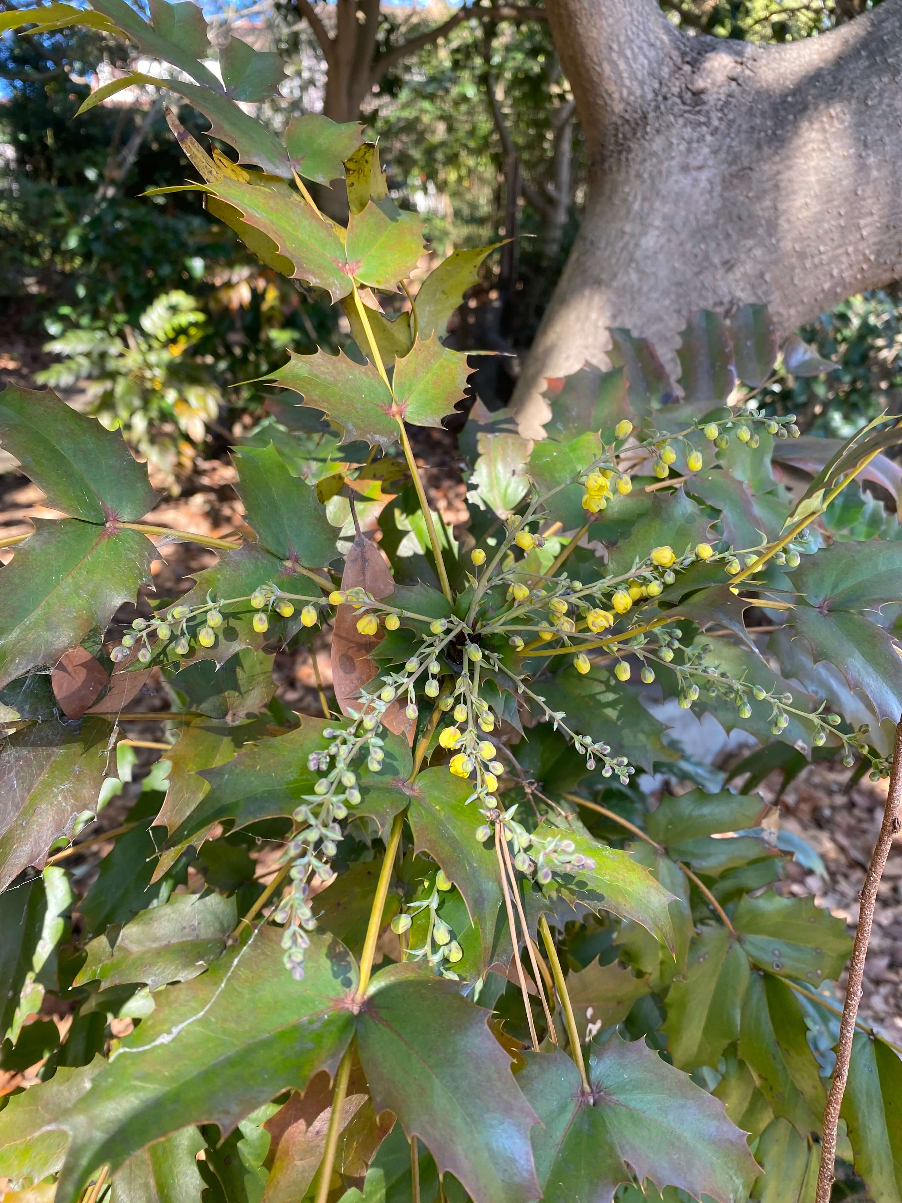 ヒイラギナンテン