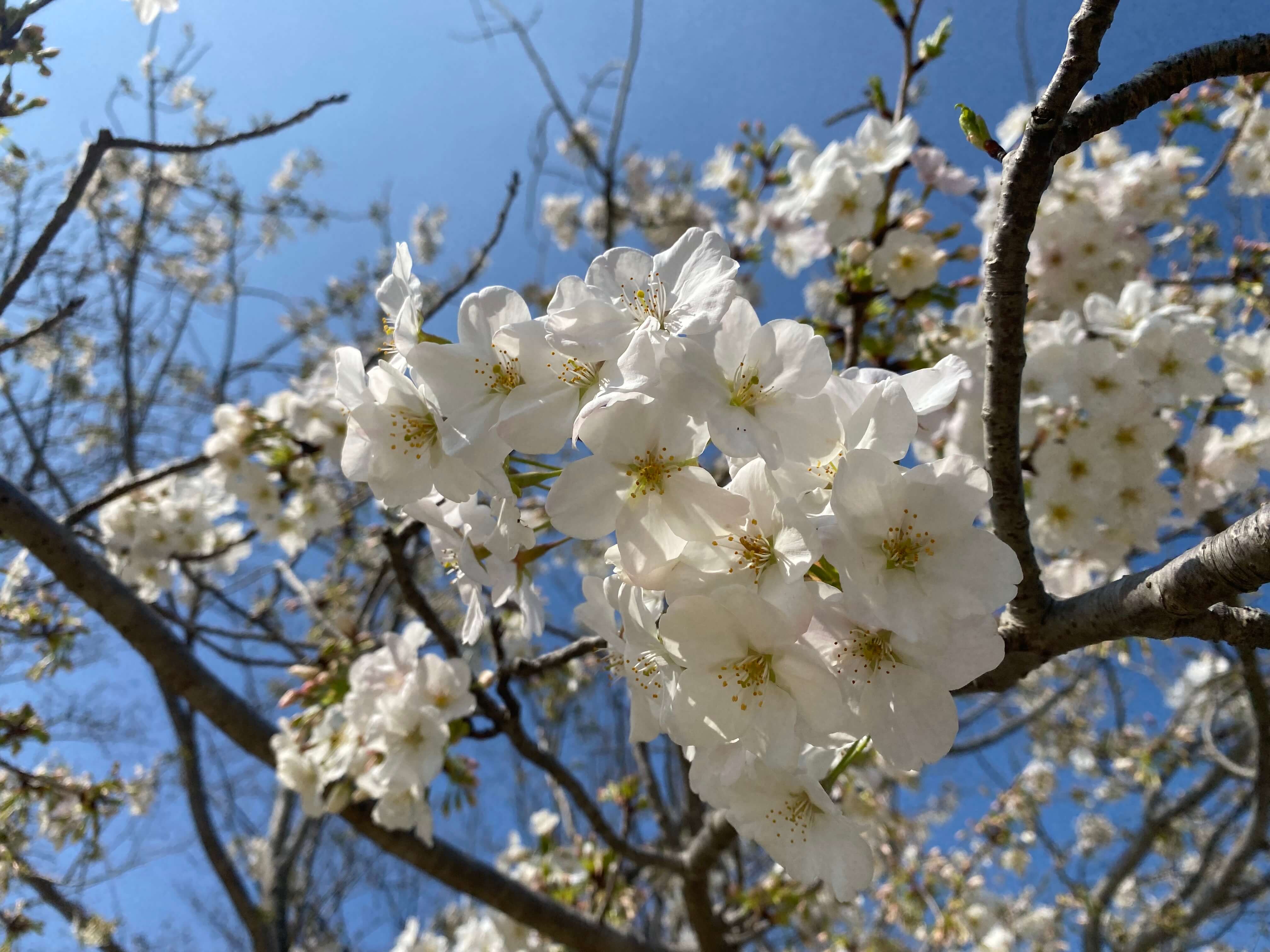 オオシマザクラ