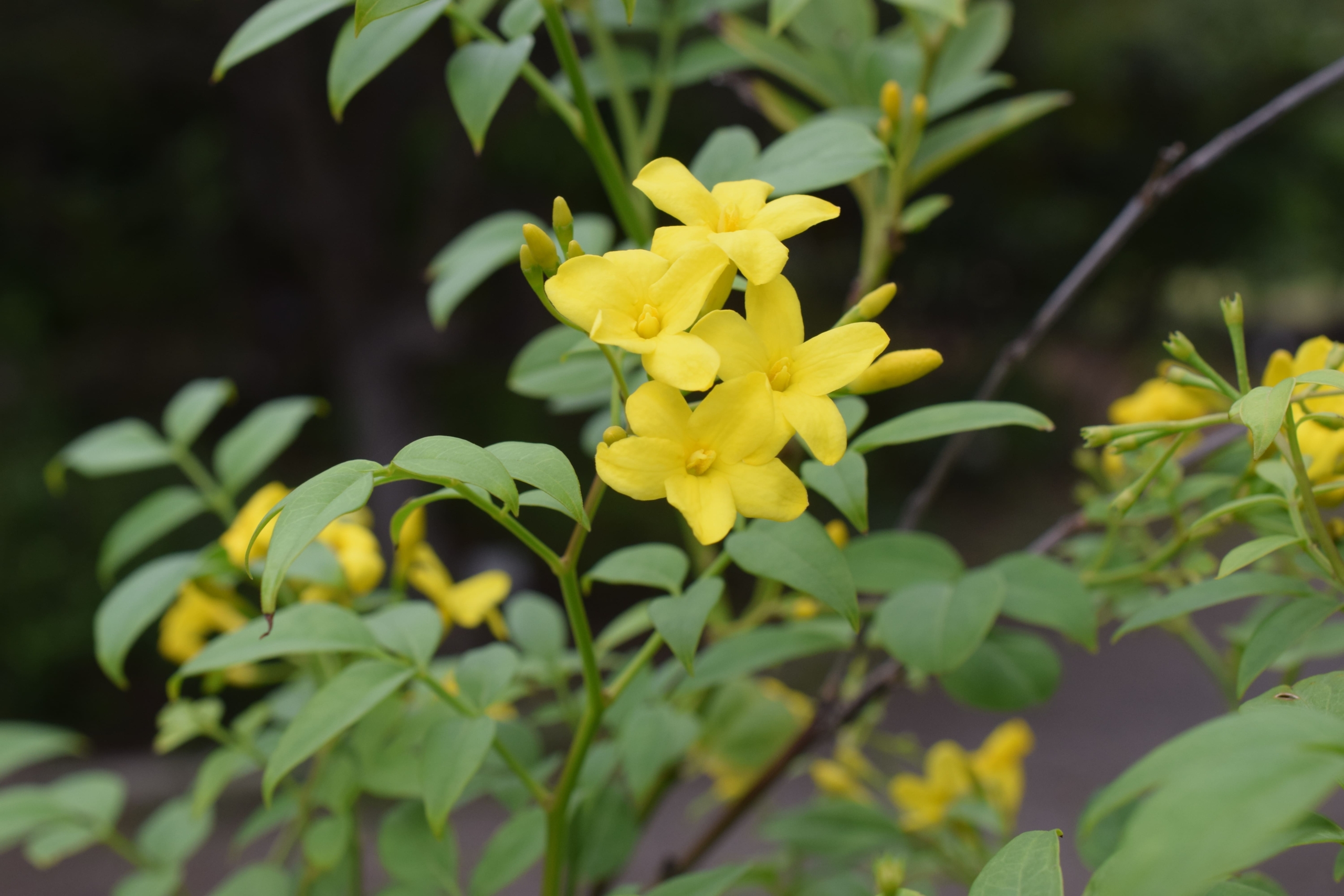 キソケイ | 藤沢市長久保公園 都市緑化植物園・生物多様性センター
