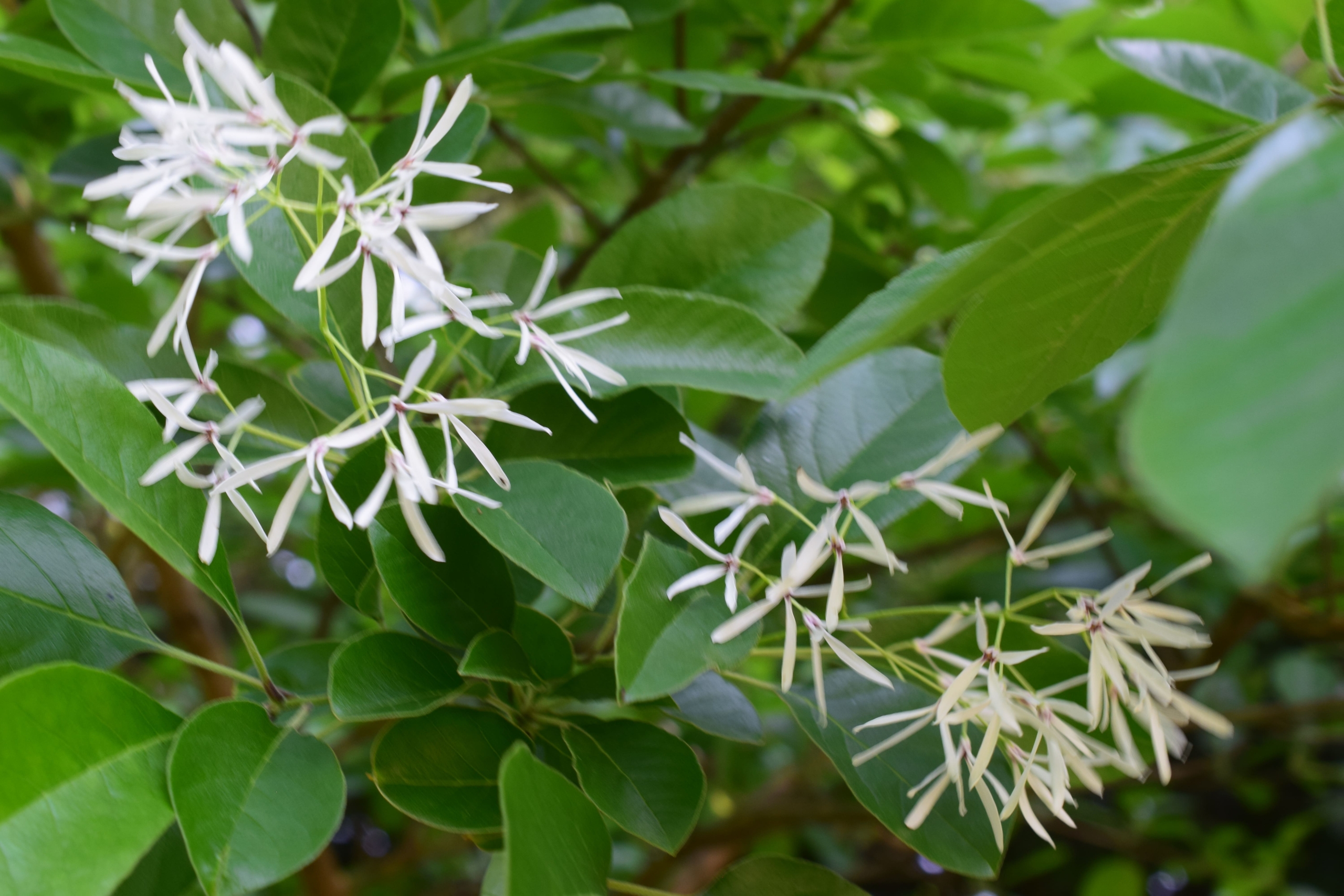 ★★★珍種ナンジャモンジャ斜幹仕立て盆栽材料＞別名一ッ葉タゴの木＞超希少小品材料★★★　　　　　 珍種ナンジャモンジャ斜幹仕立て盆栽材料＞別名一ッ葉