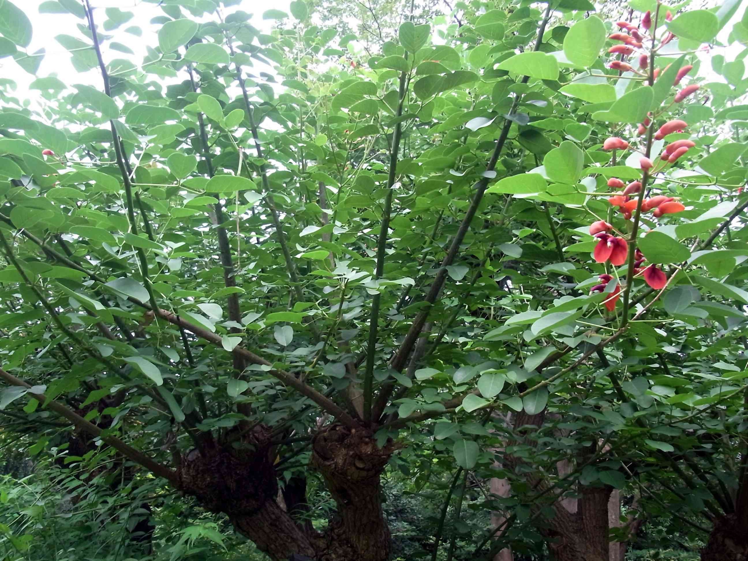 アメリカデイゴ