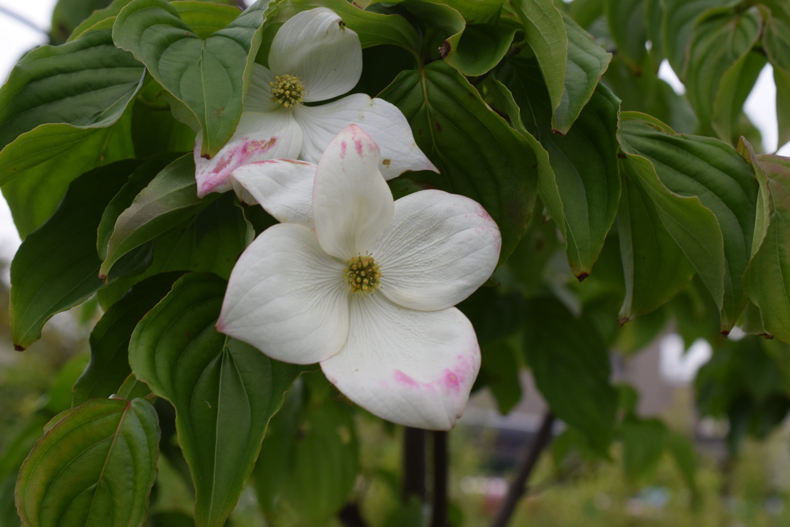 アメリカハナミズキ