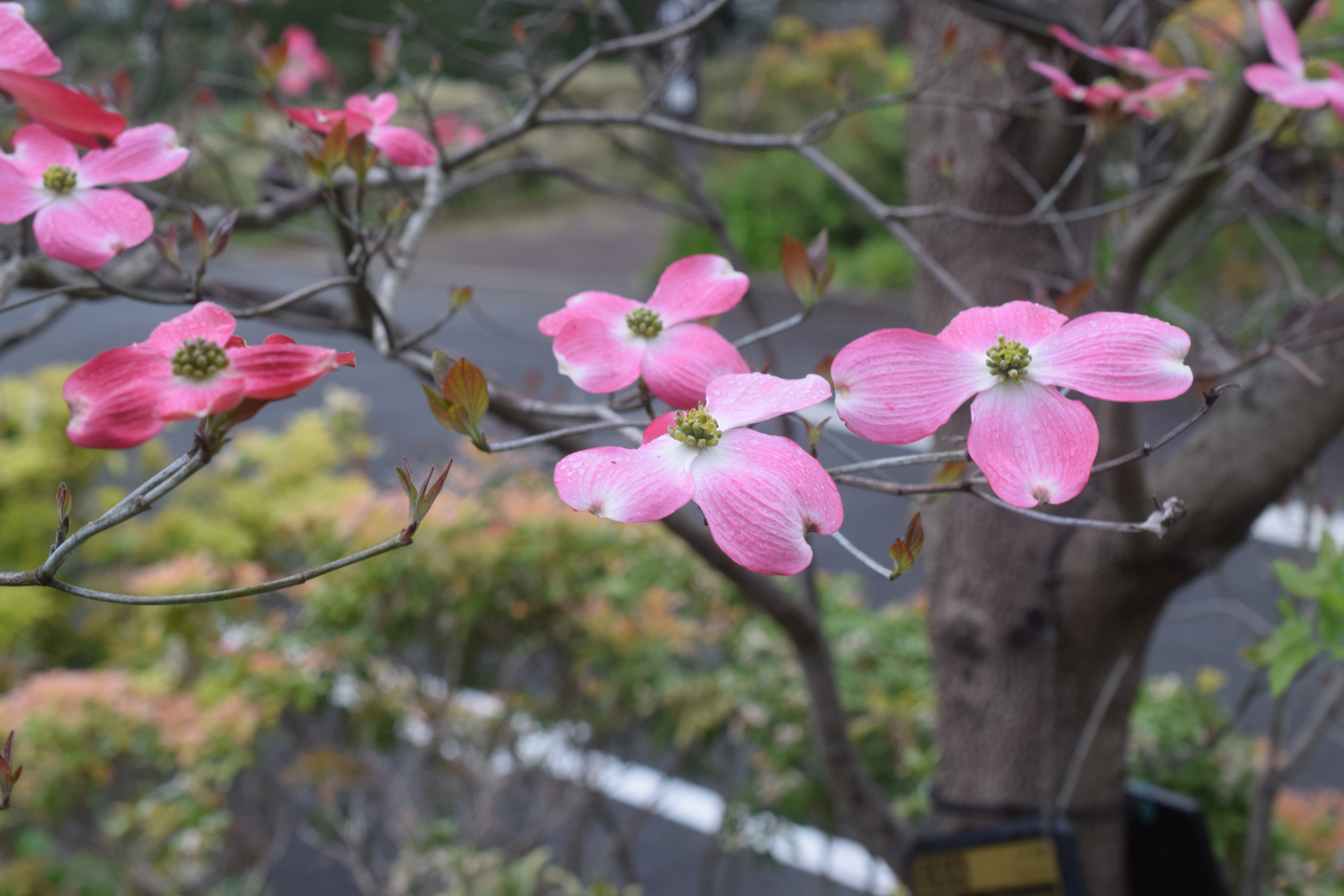 アメリカハナミズキ