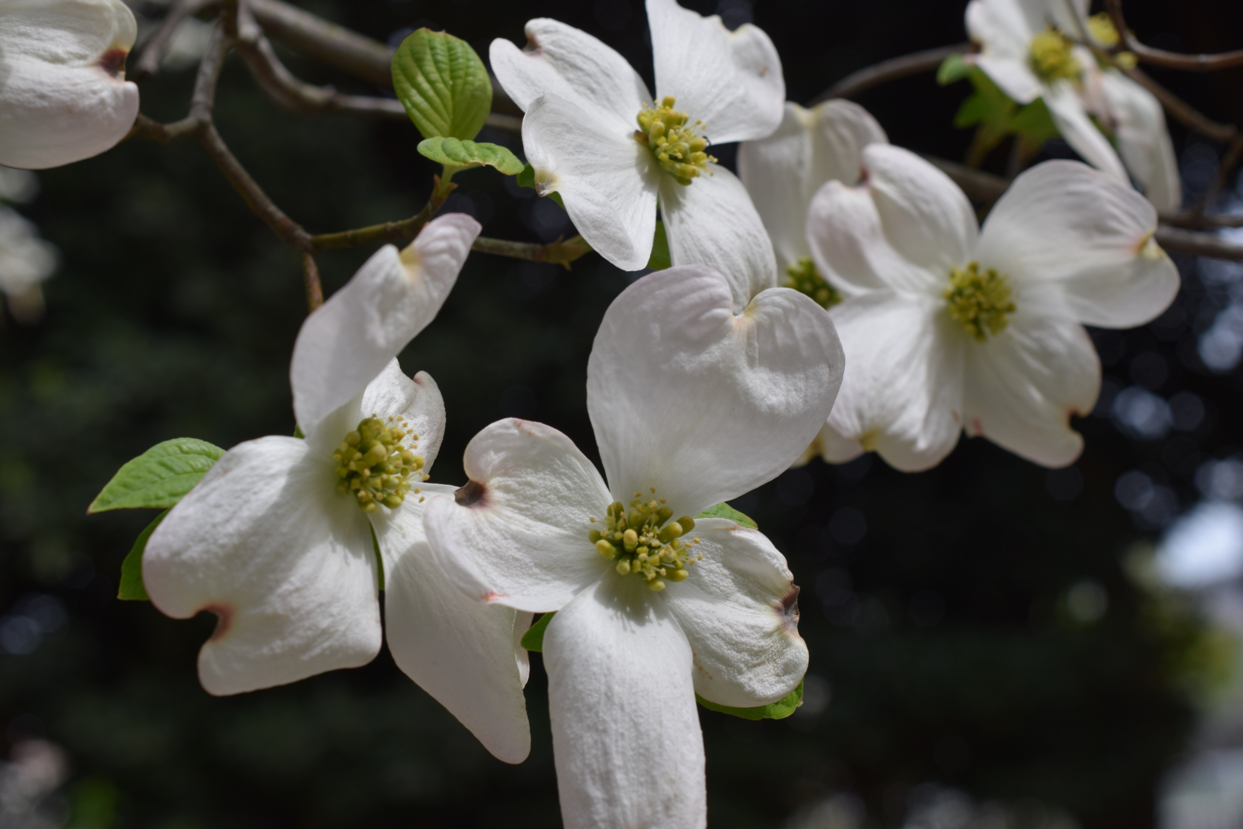 アメリカハナミズキ