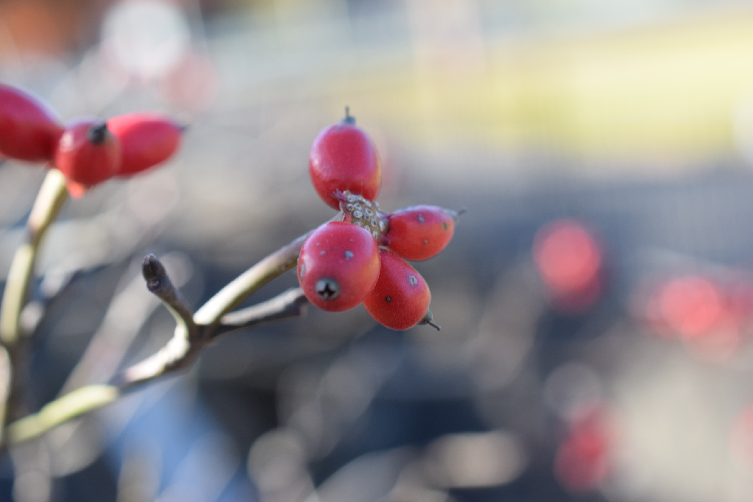 アメリカハナミズキ