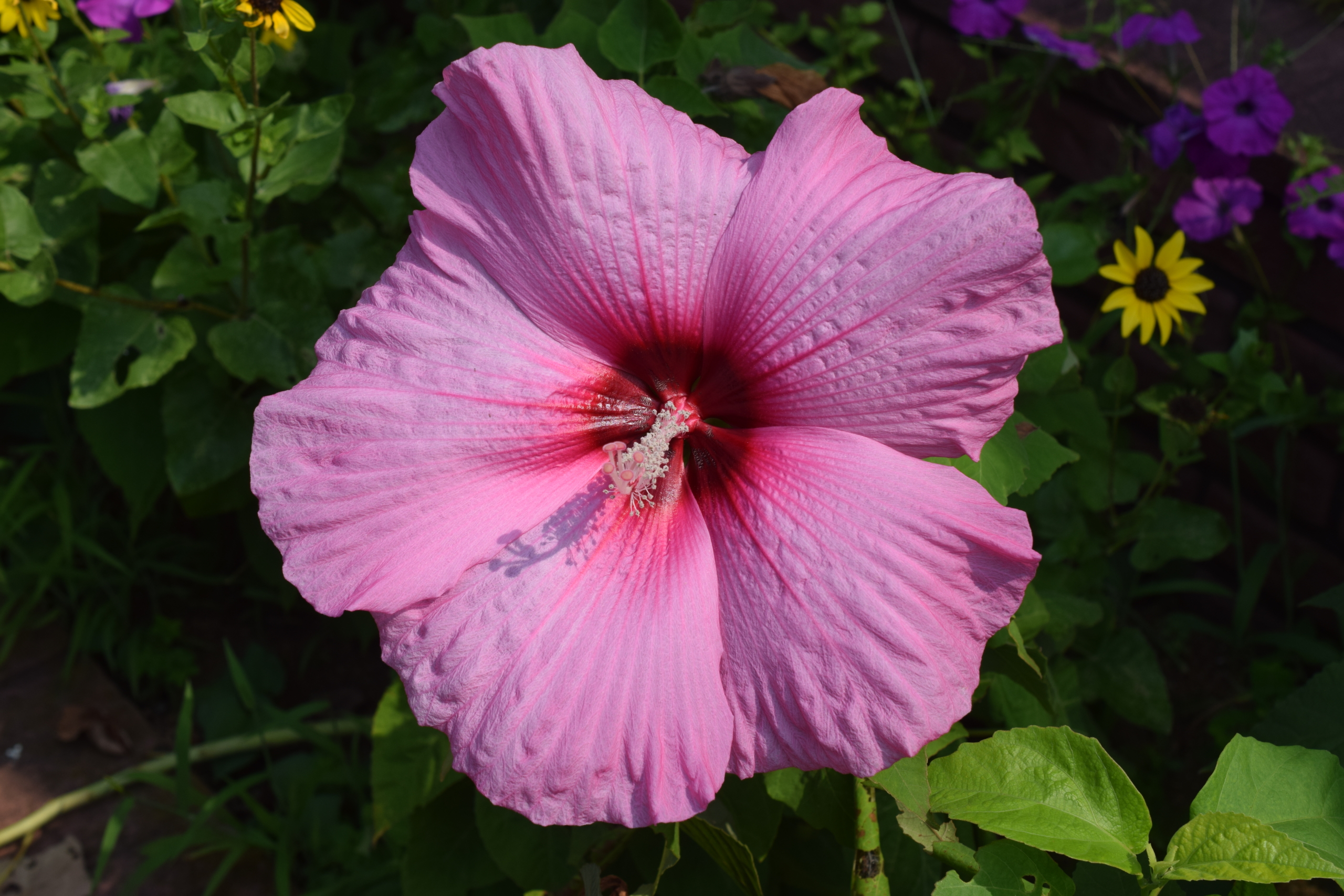 アメリカフヨウ