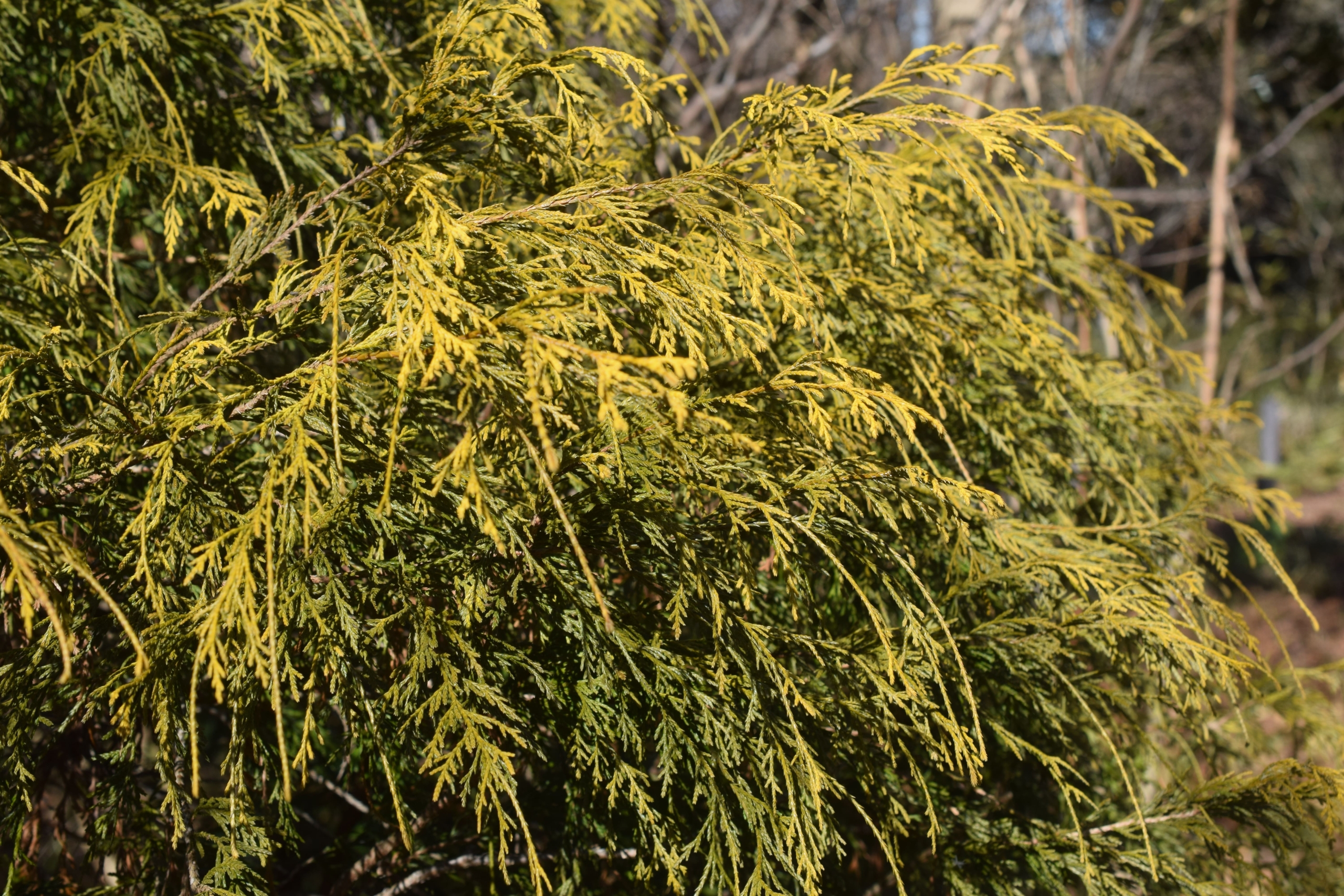 オウゴンコノテガシワ(別名:センパーオーレア)