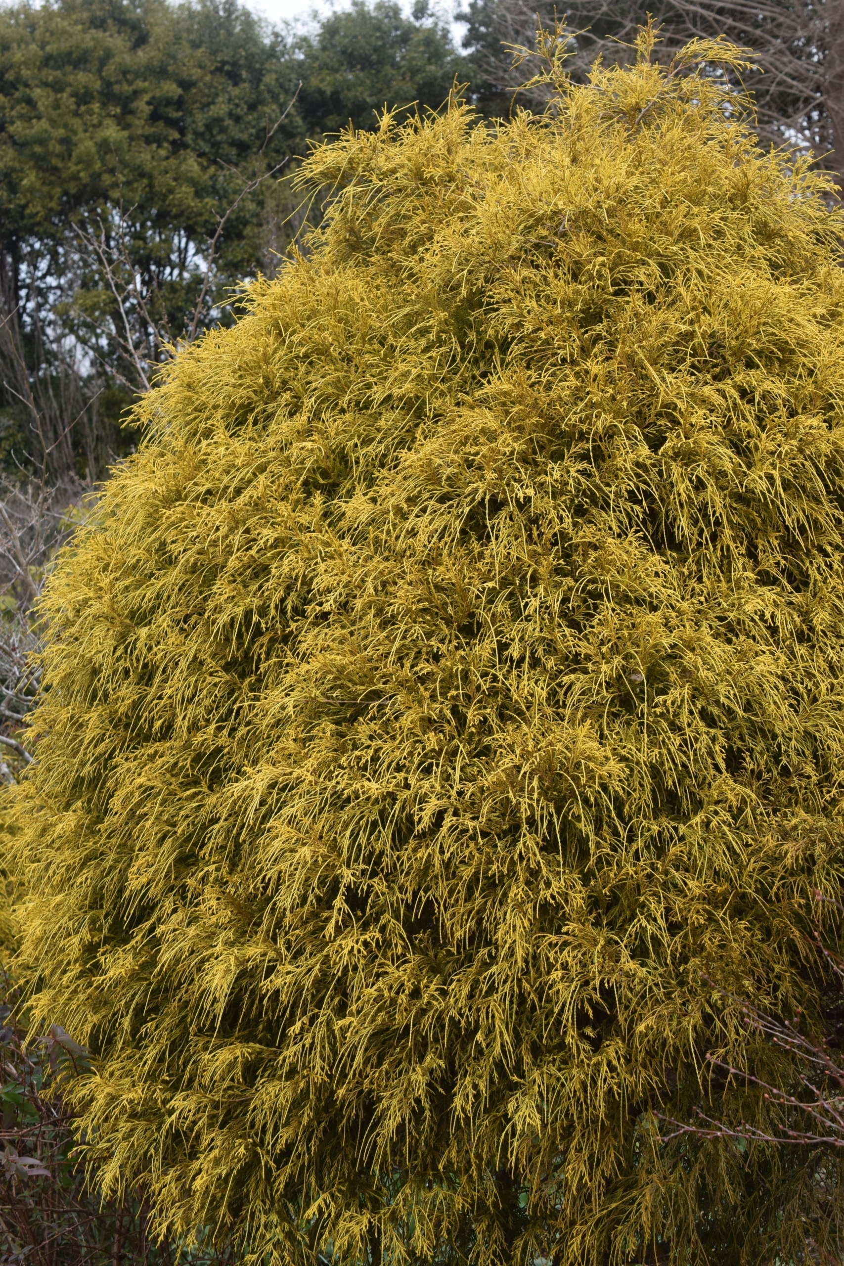 オウゴンコノテガシワ(別名:センパーオーレア)