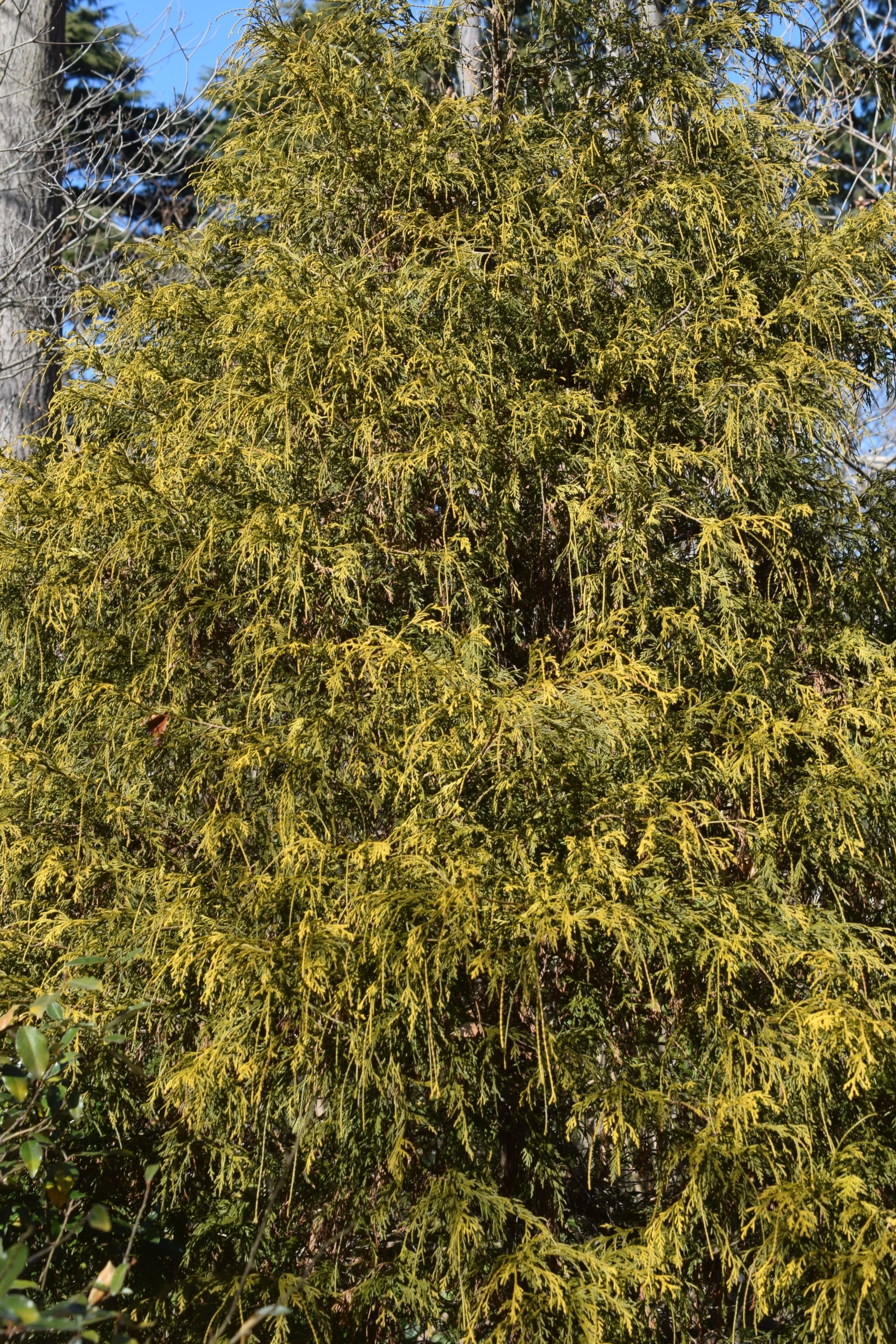オウゴンコノテガシワ(別名:センパーオーレア)