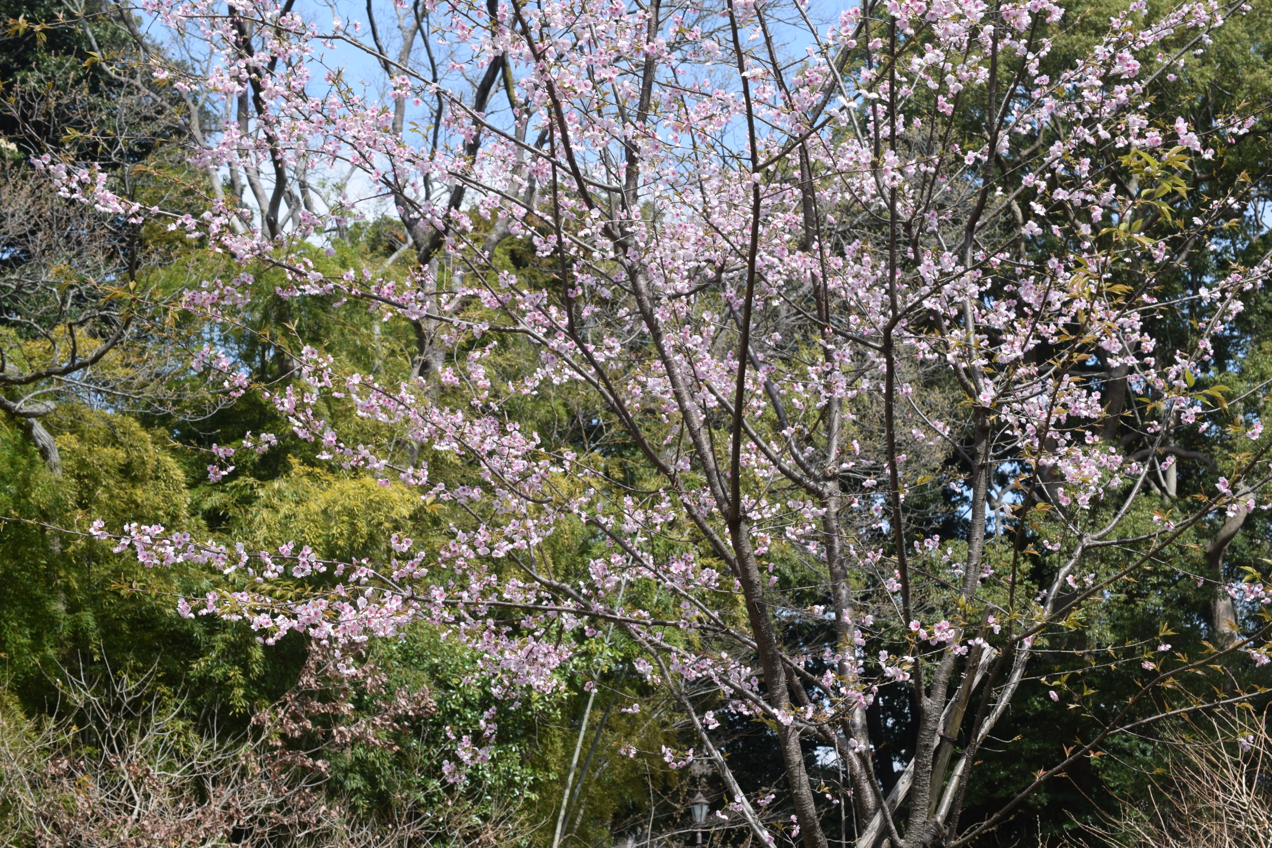 オオカンザクラ（大寒桜）