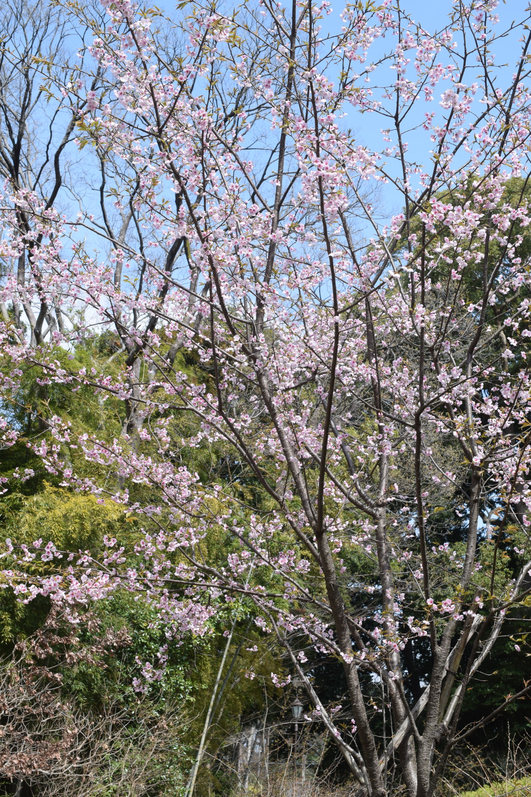 オオカンザクラ（大寒桜）
