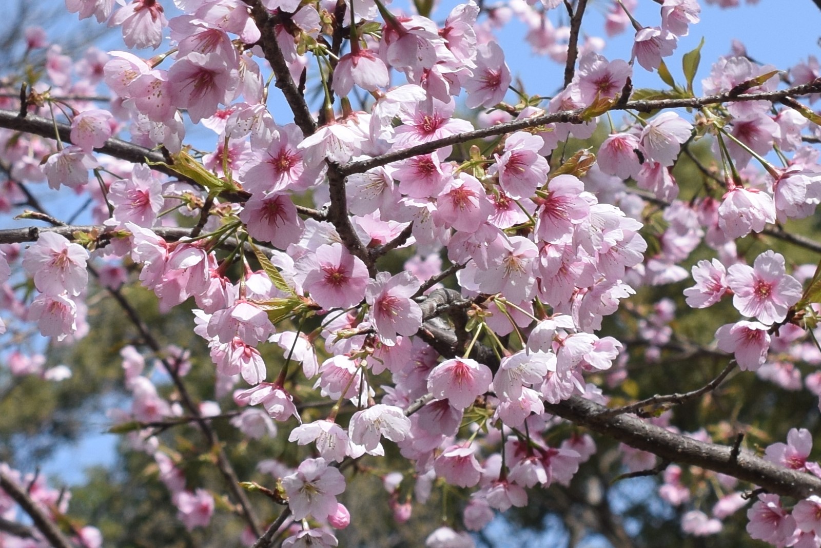 オオカンザクラ（大寒桜）