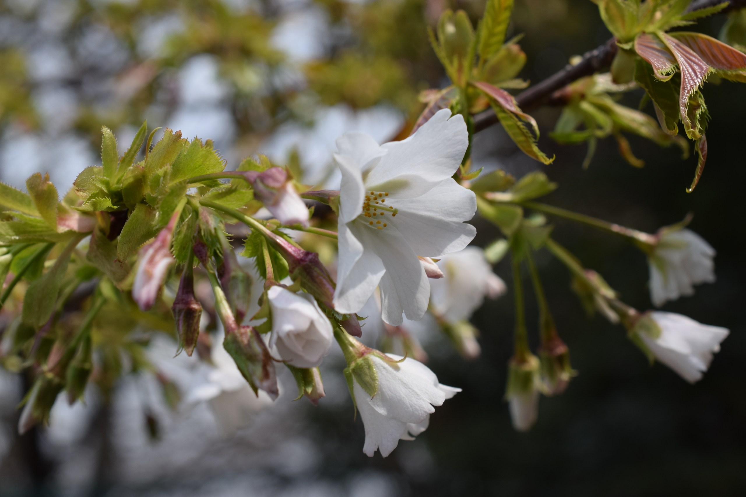 オオシマザクラ（大島桜）