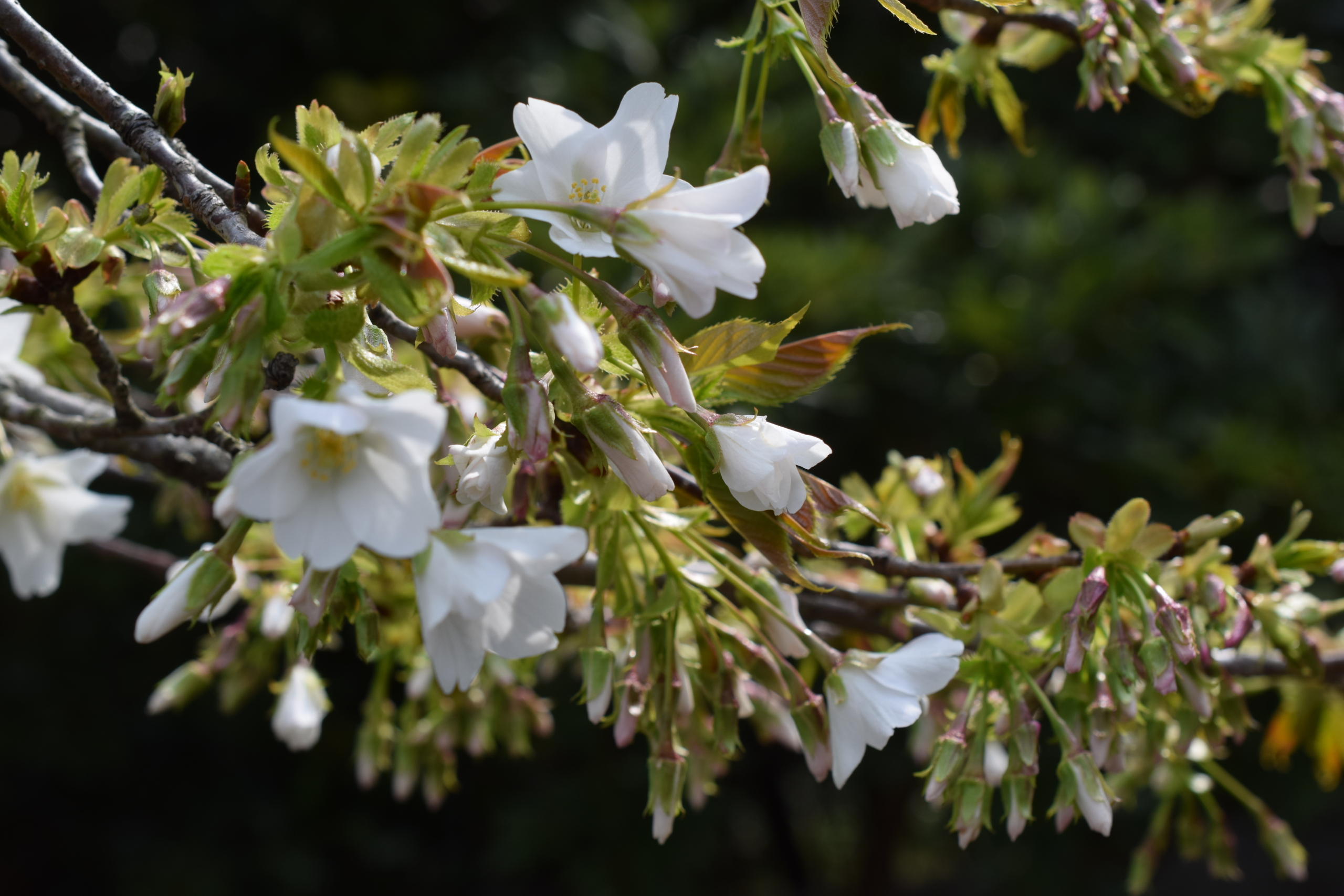 オオシマザクラ（大島桜）