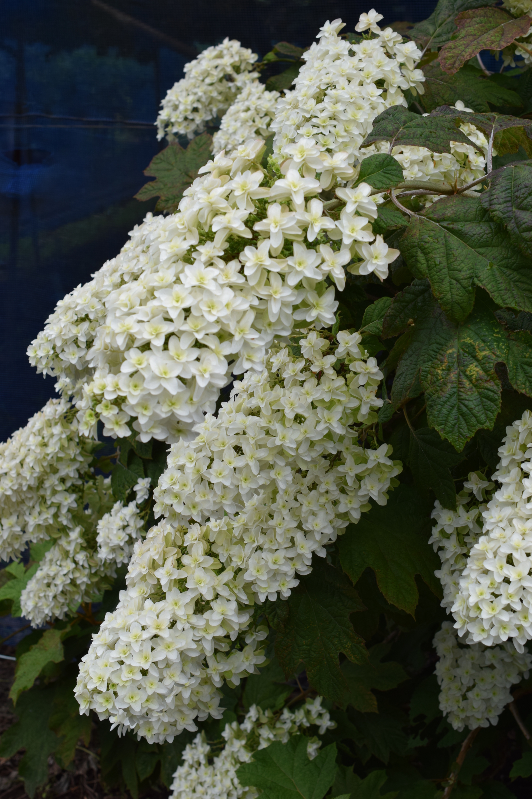 カシワバアジサイ