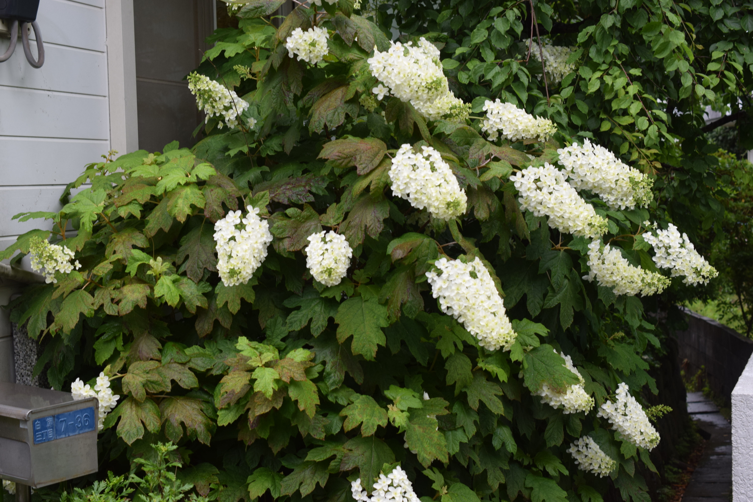 カシワバアジサイ