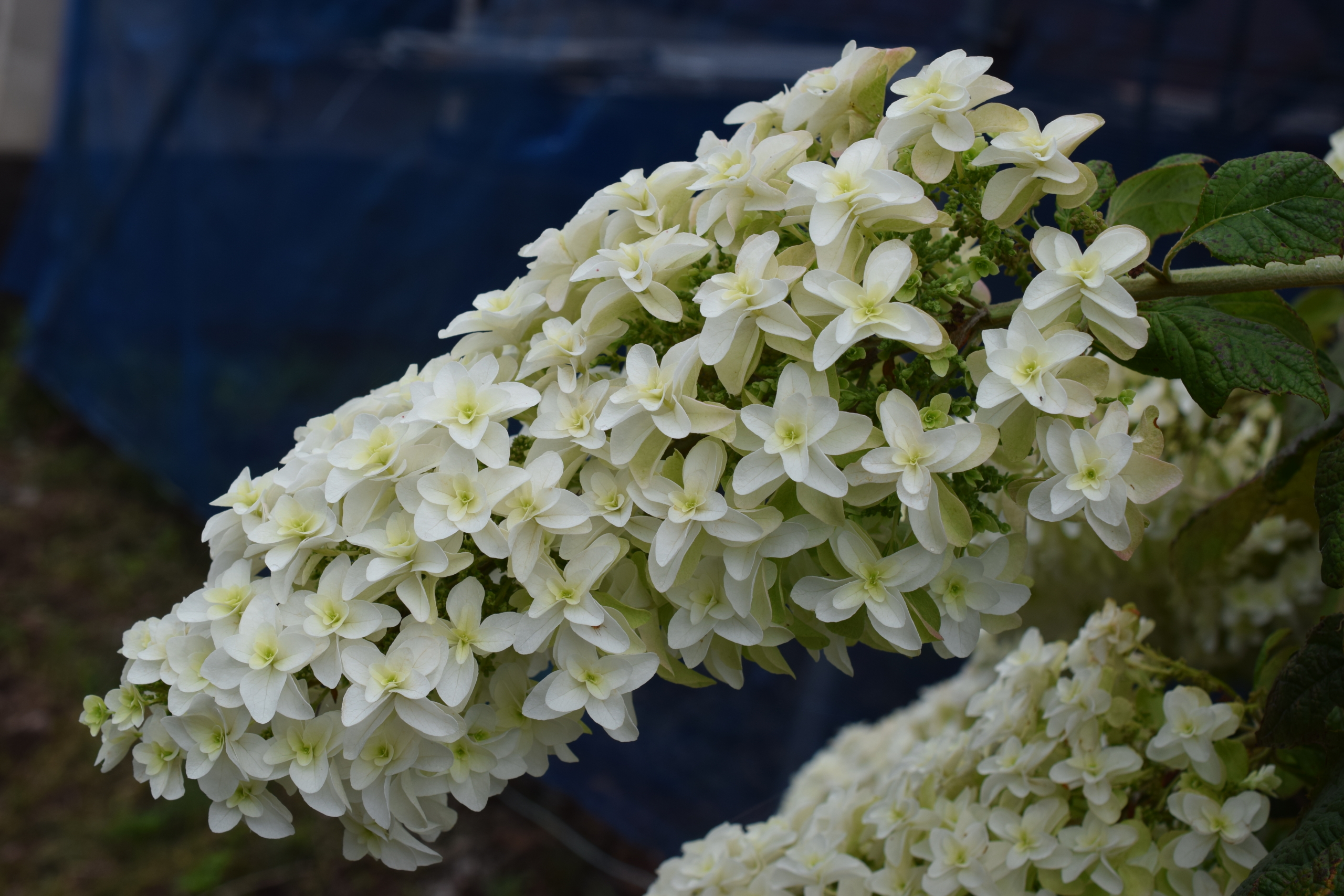 カシワバアジサイ