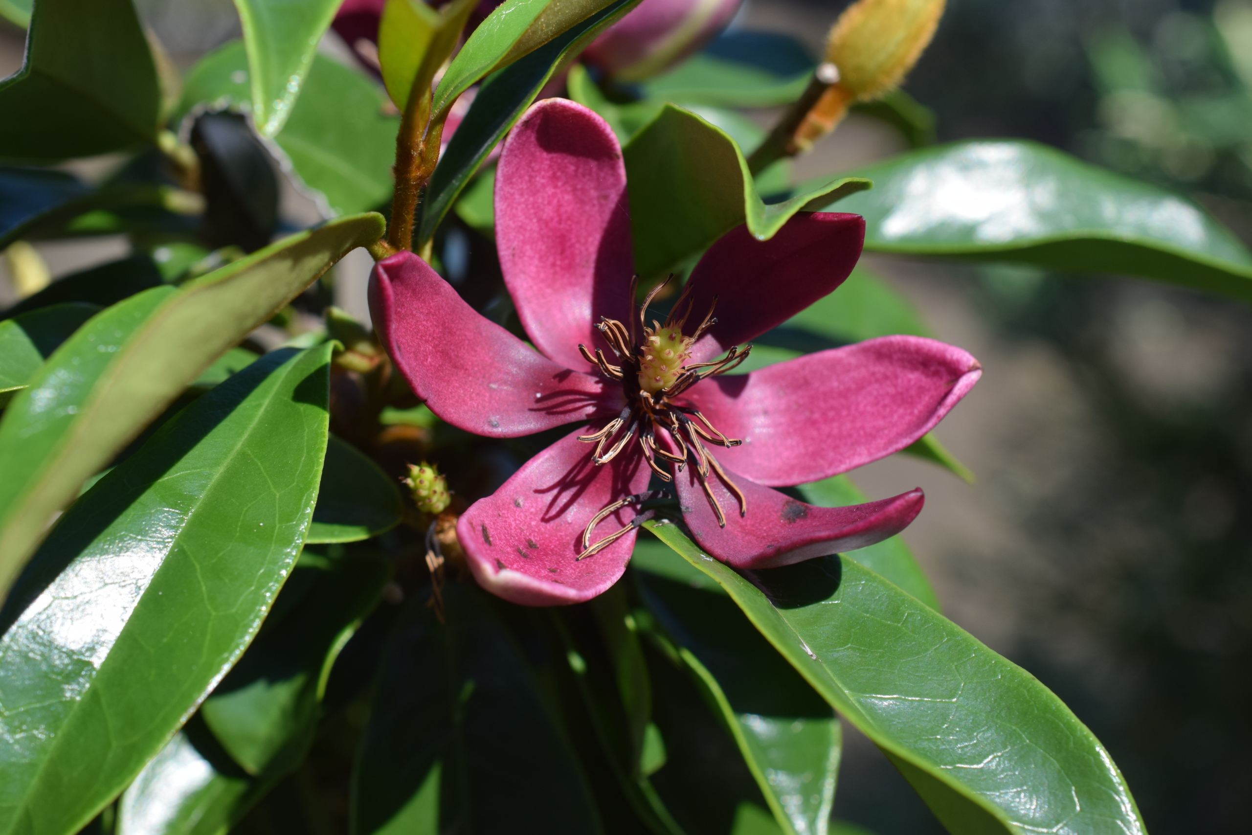 カラタネオガタマ