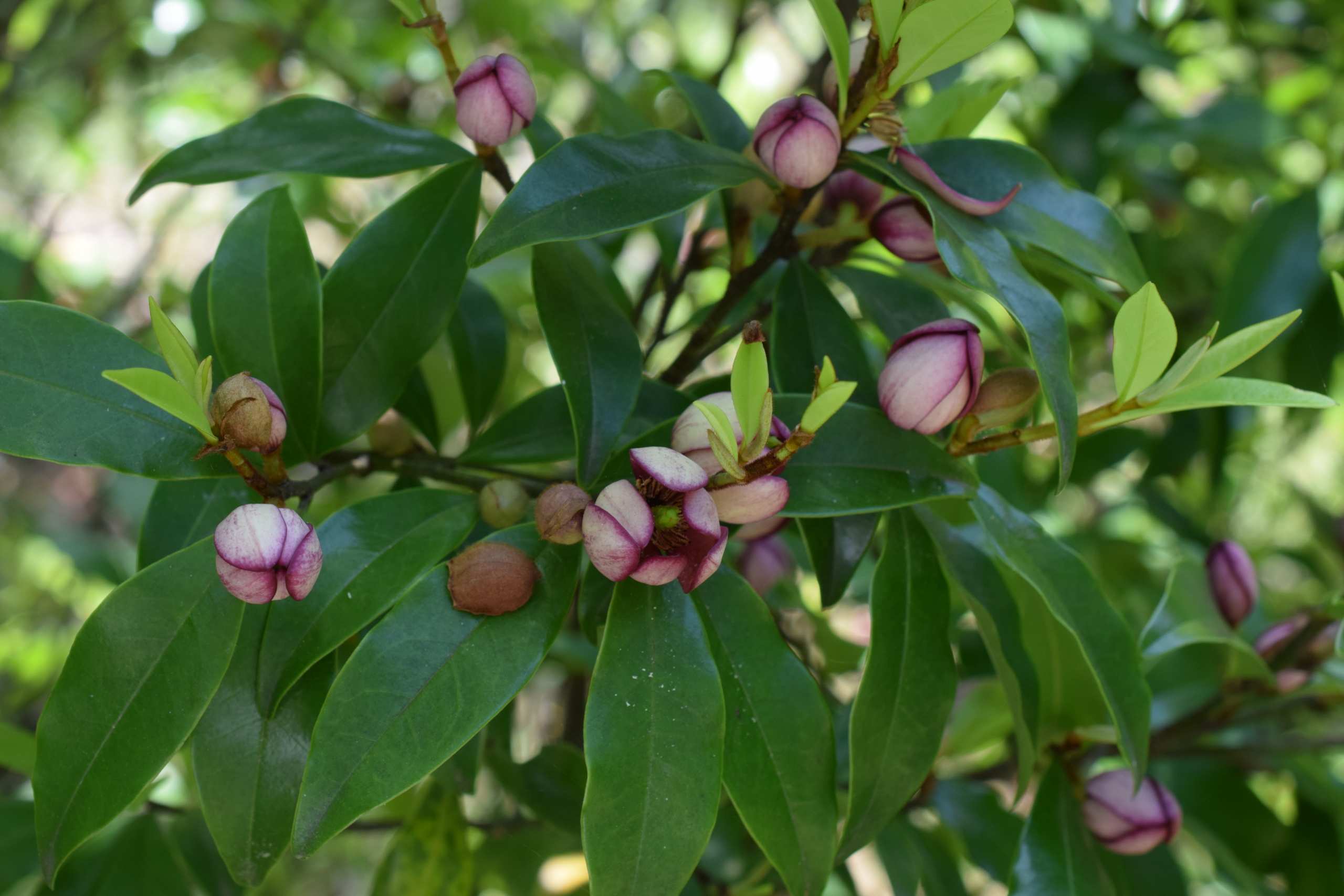 カラタネオガタマ