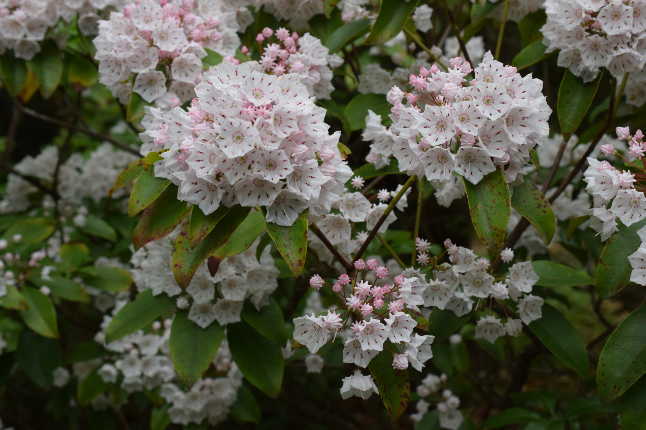 カルミア（別名：アメリカシャクナゲ）