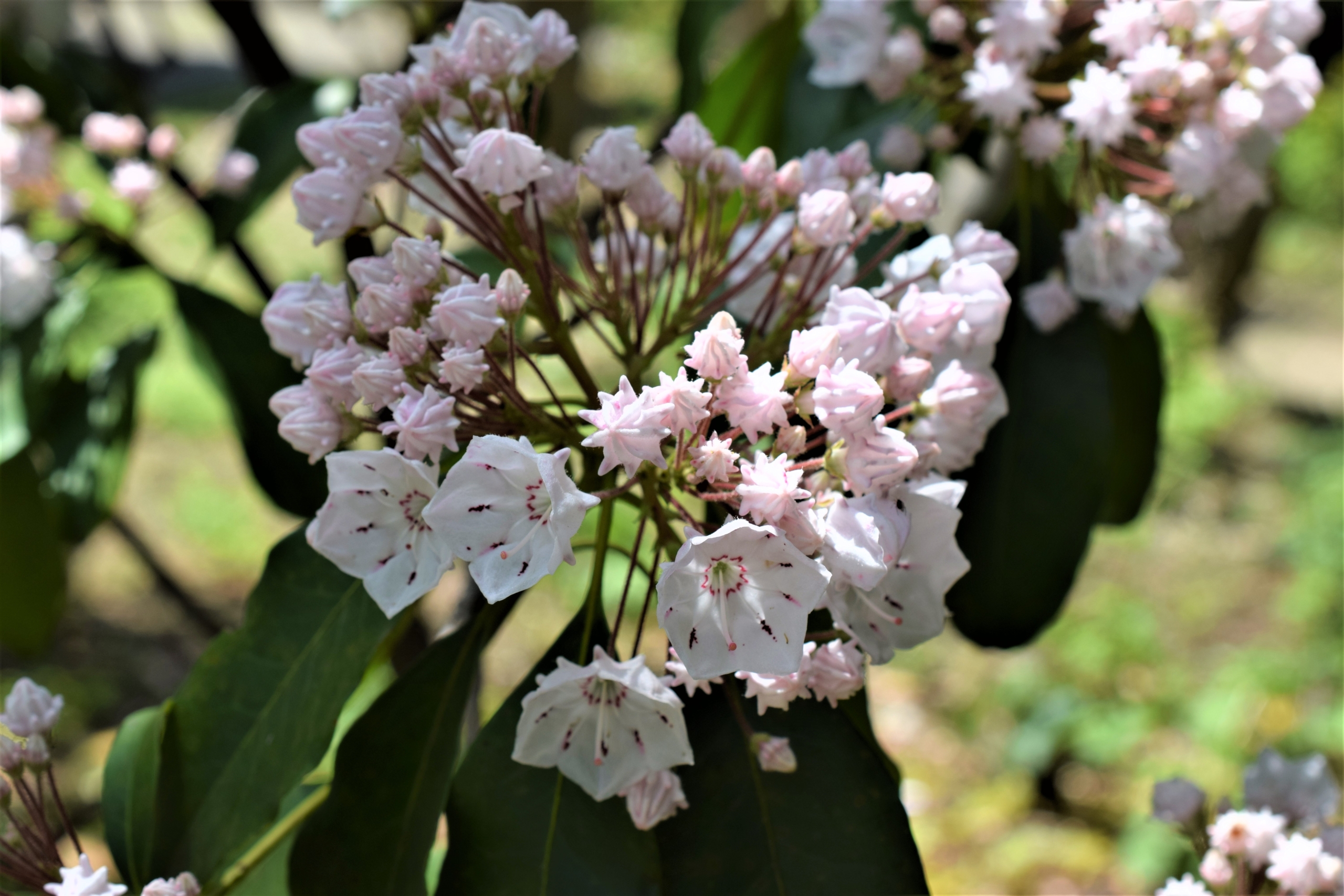 カルミア（別名：アメリカシャクナゲ）