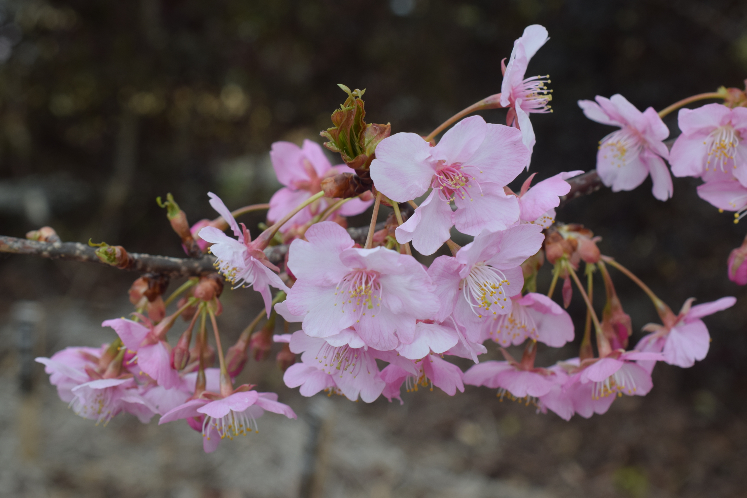 カワズザクラ(河津桜)