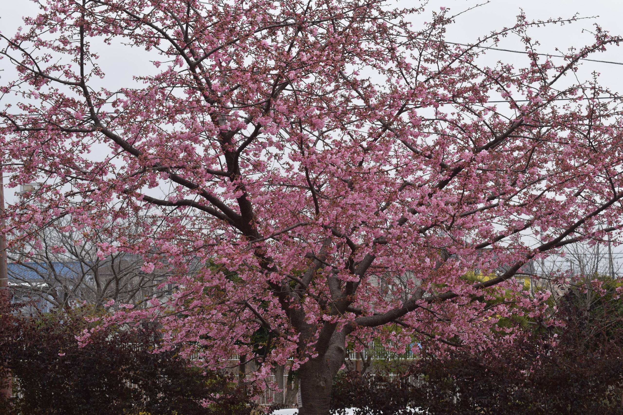 カワズザクラ(河津桜)