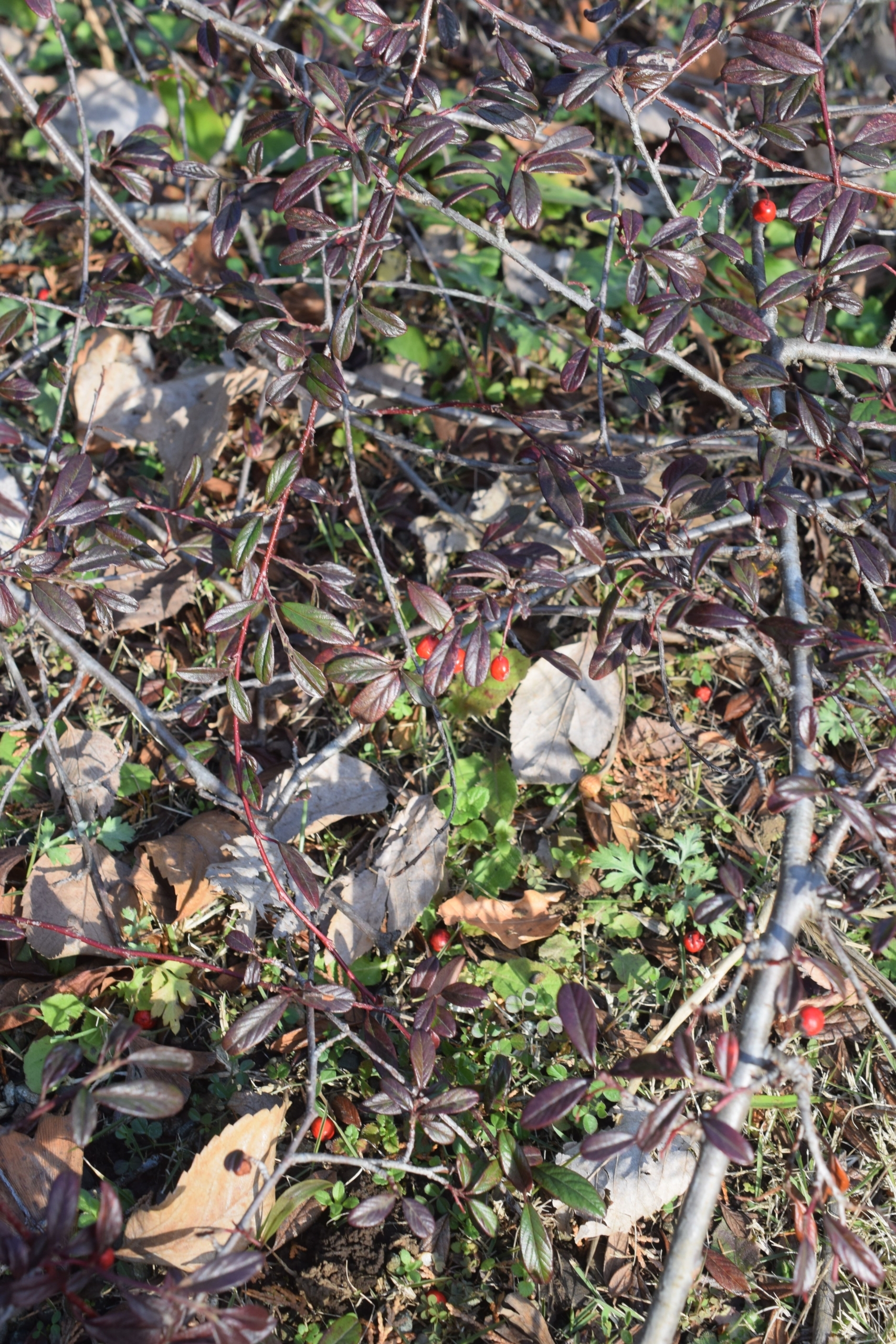 コトネアスター