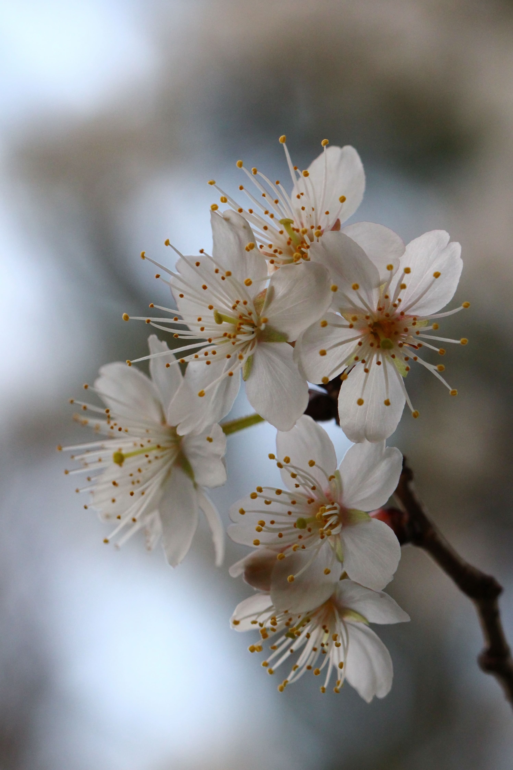 シナミザクラ（支那実桜）