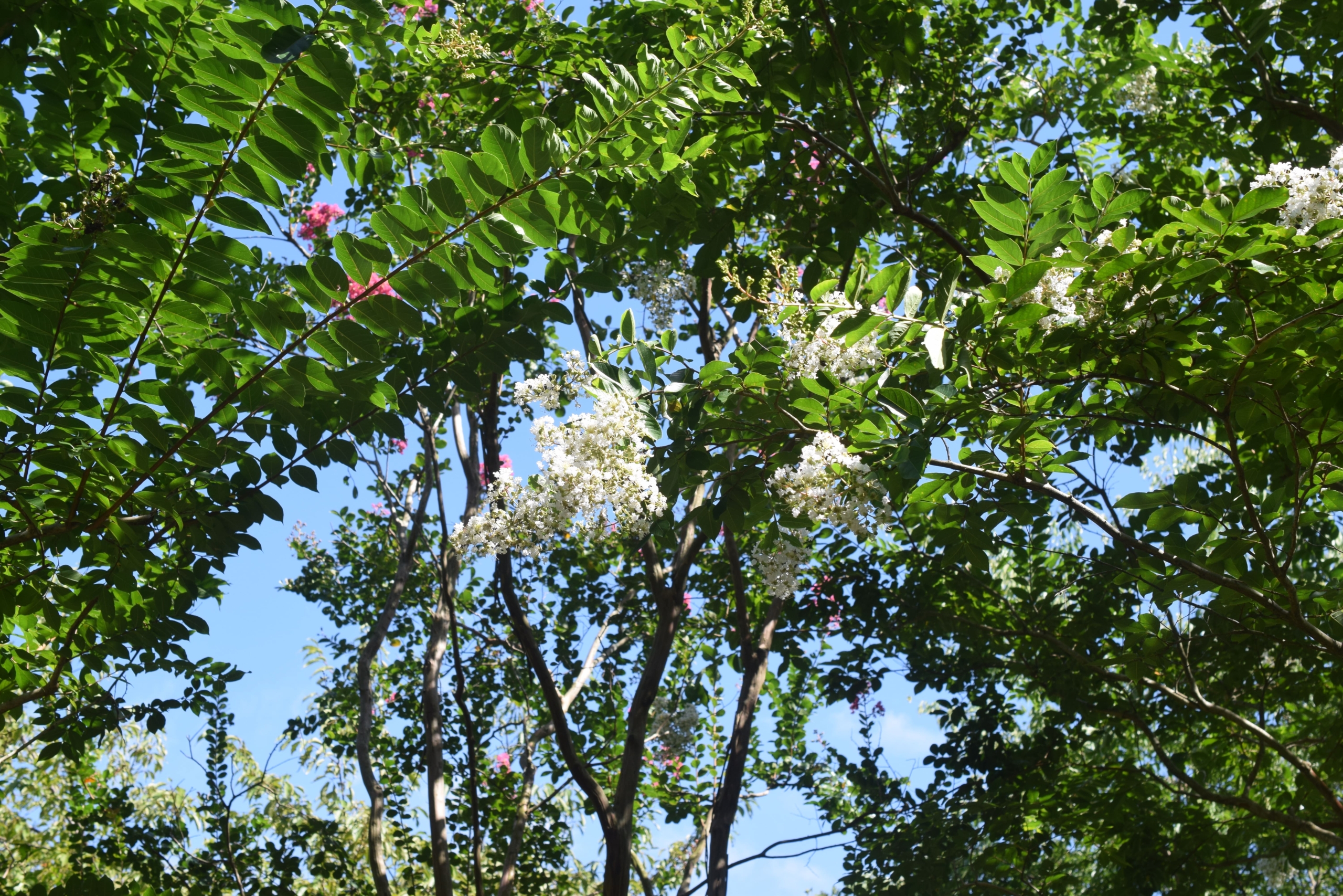 シマサルスベリ