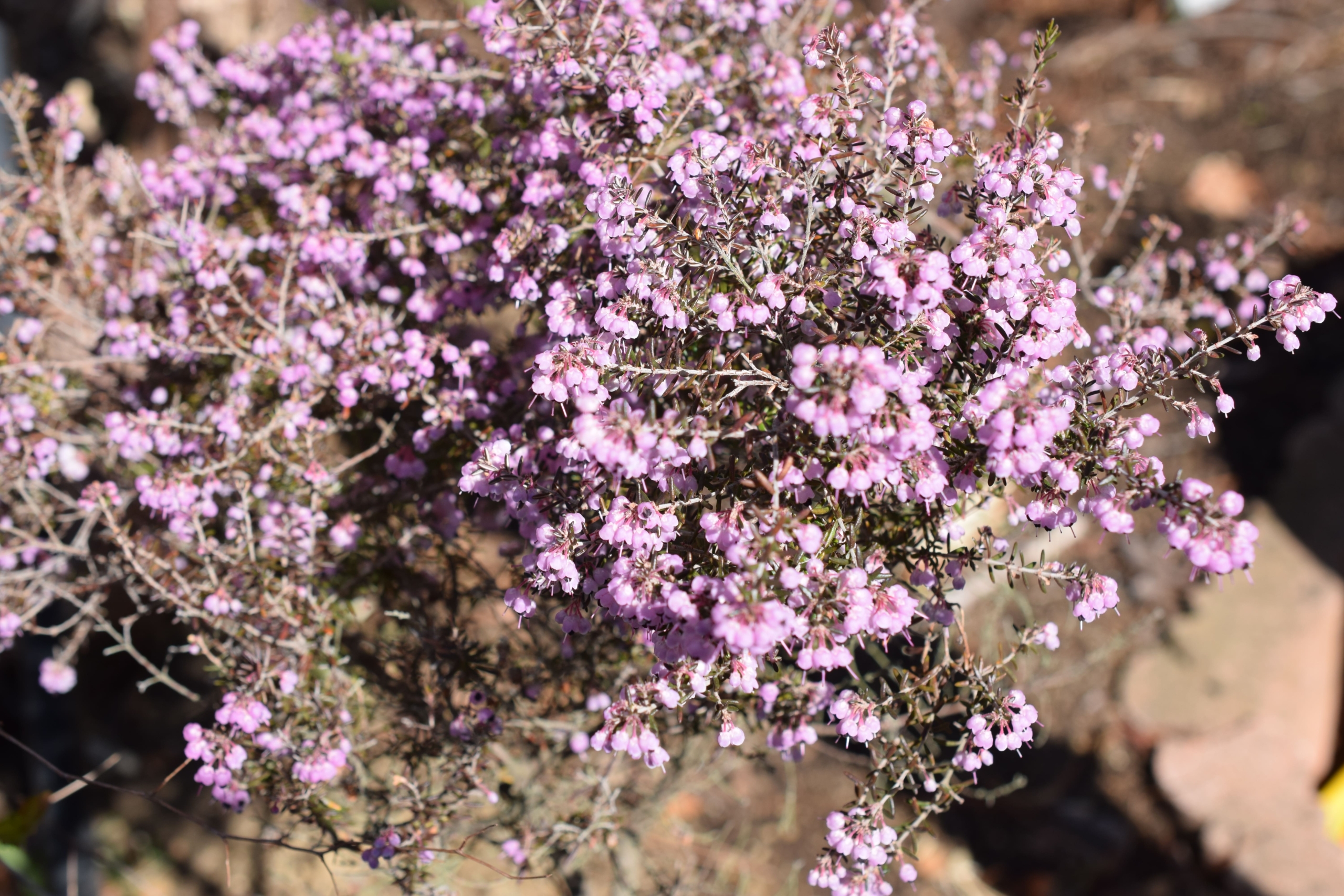 ジャノメエリカ
