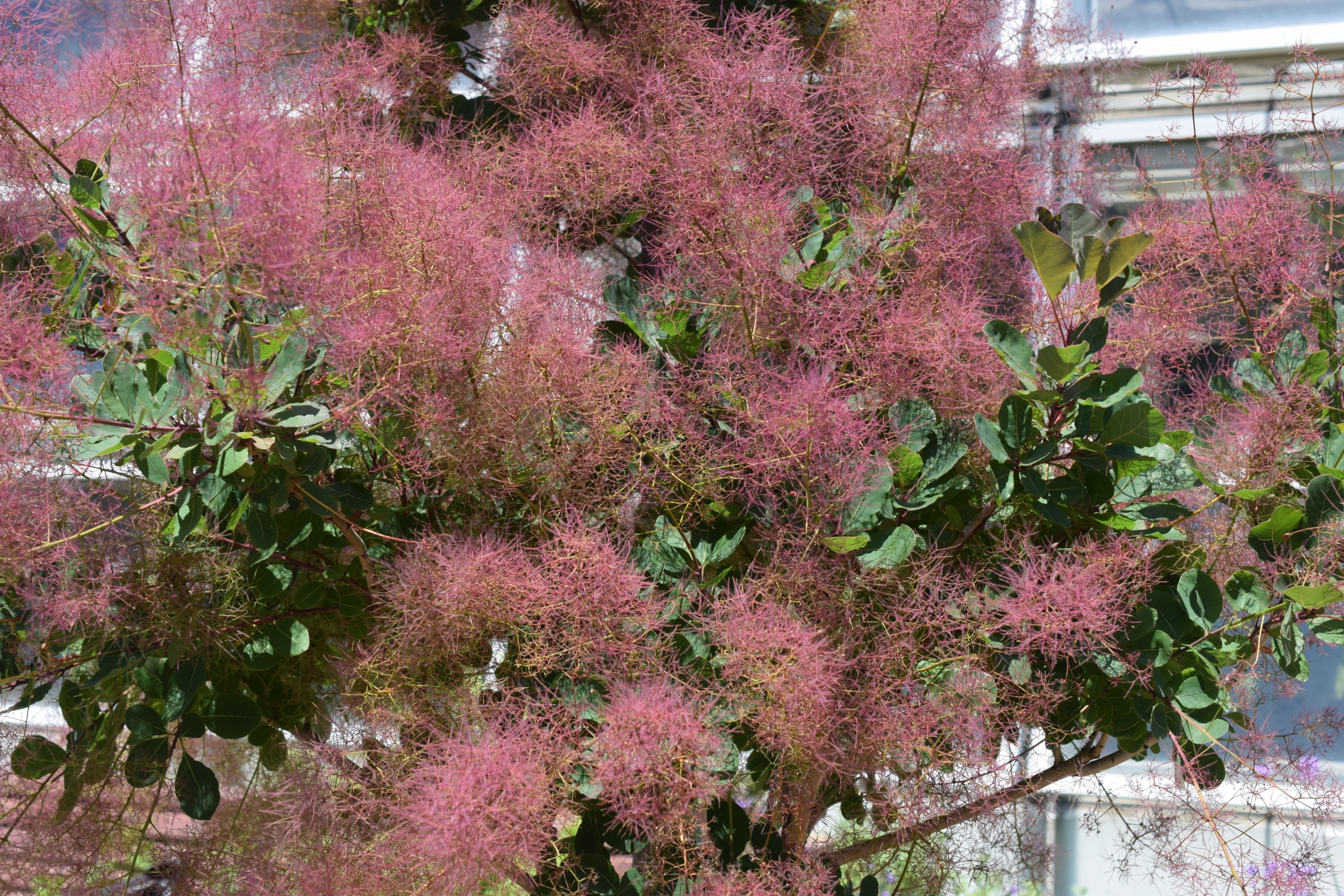 ハグマノキ（別名・スモークツリー）