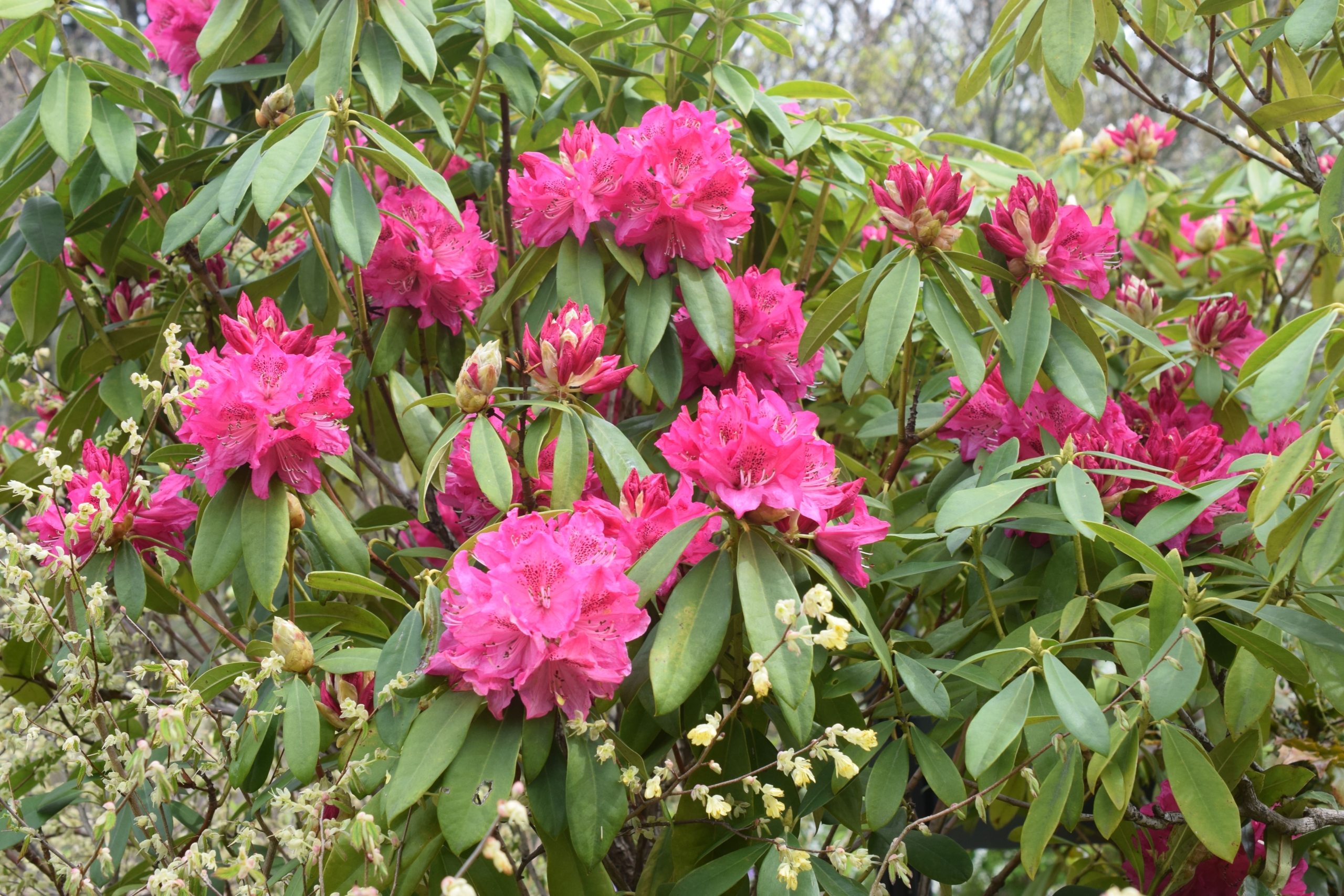 セイヨウシャクナゲ