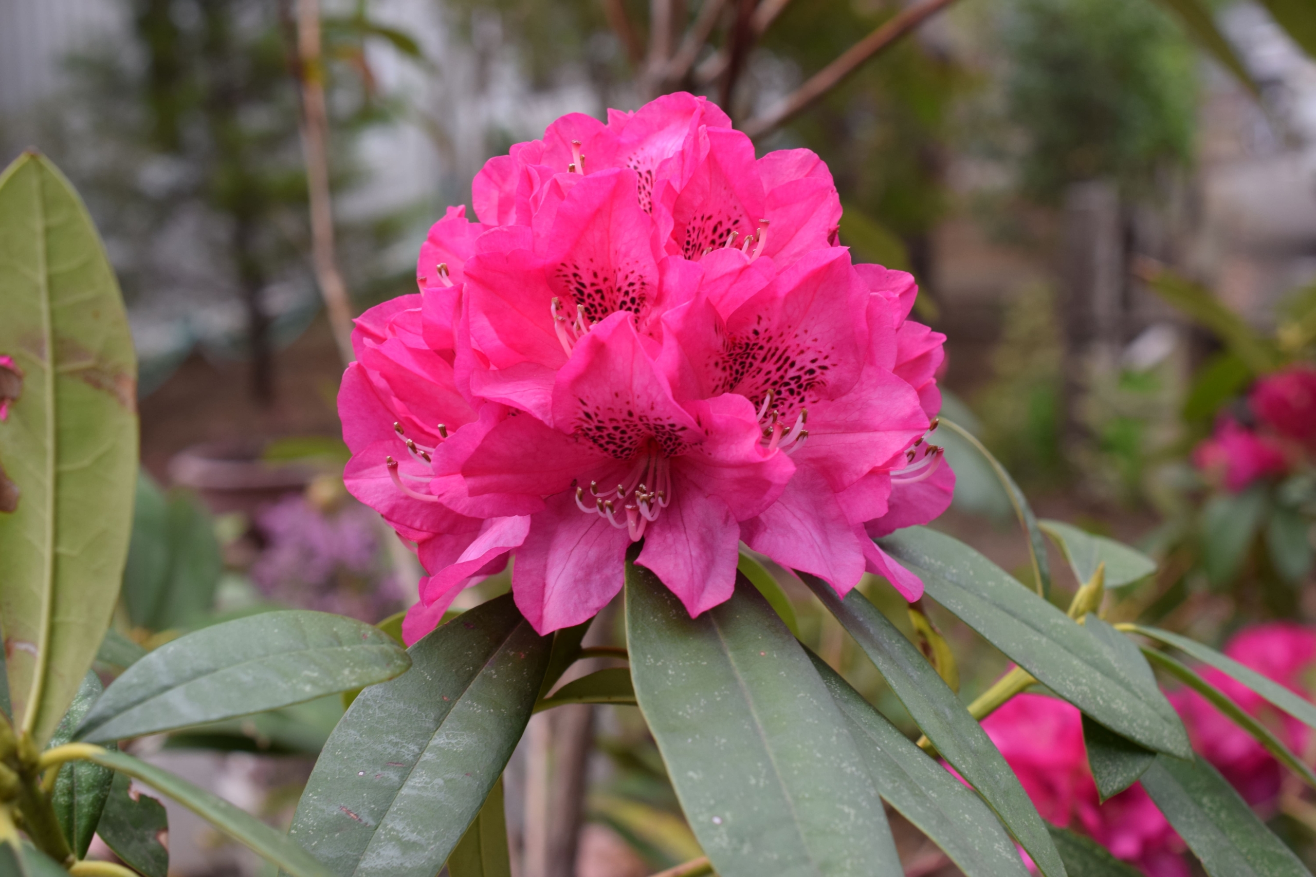 セイヨウシャクナゲ