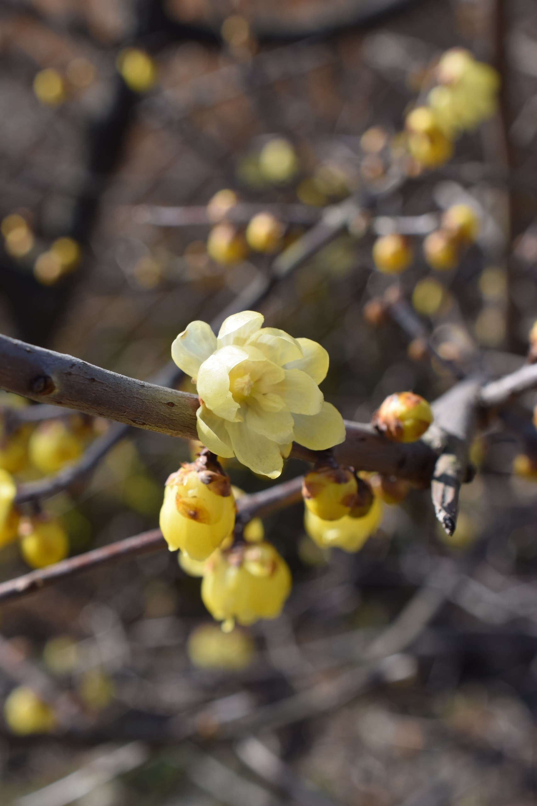 ソシンロウバイ