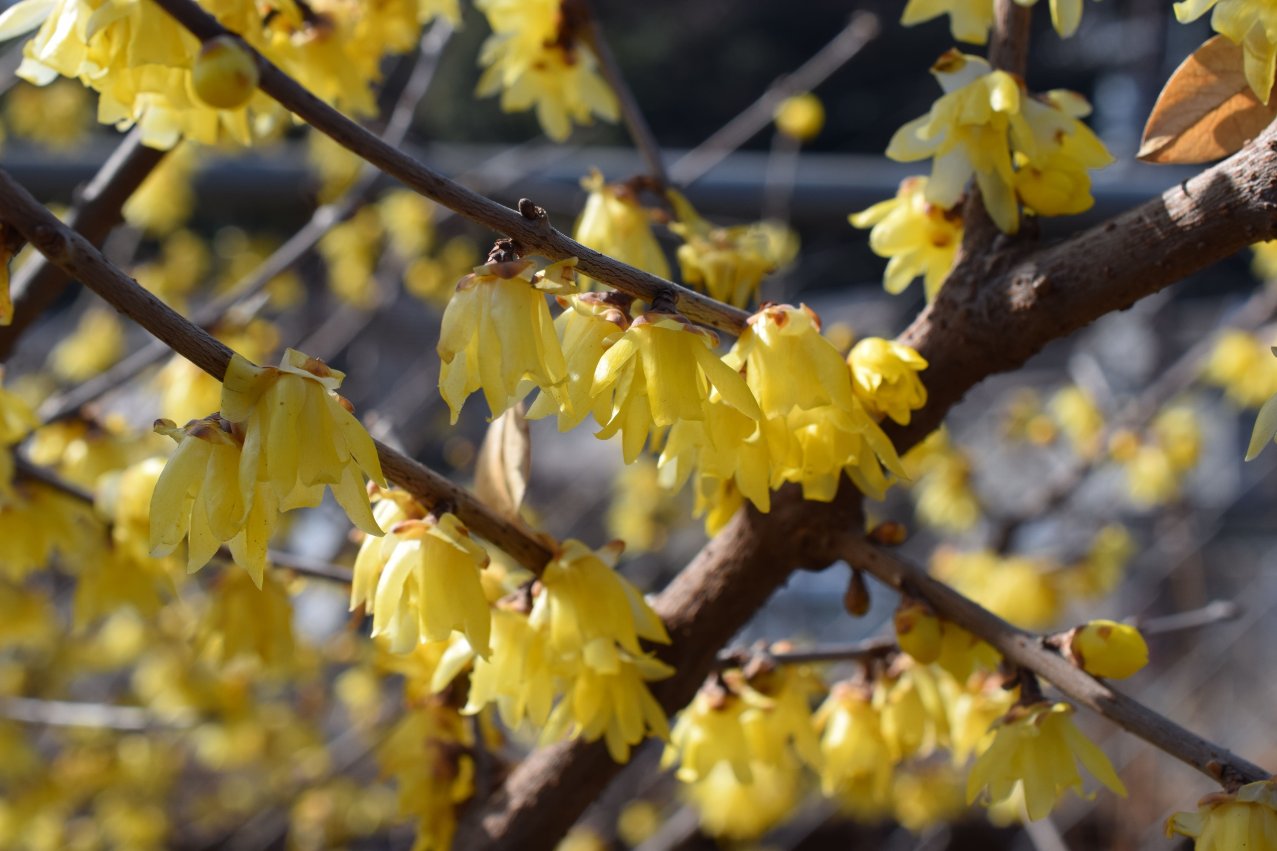 ソシンロウバイ