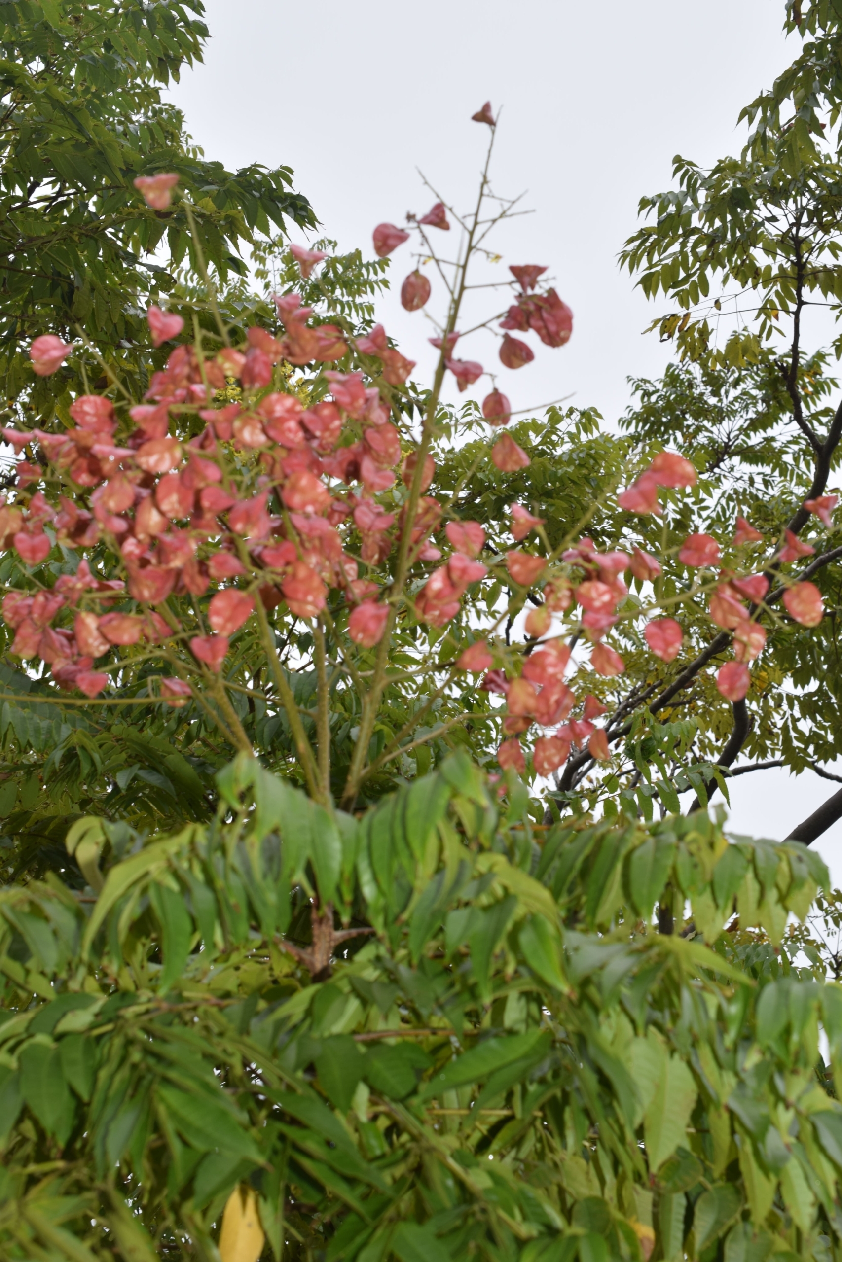 タイワンモクゲンジ | 藤沢市長久保公園 都市緑化植物園・生物多様性センター