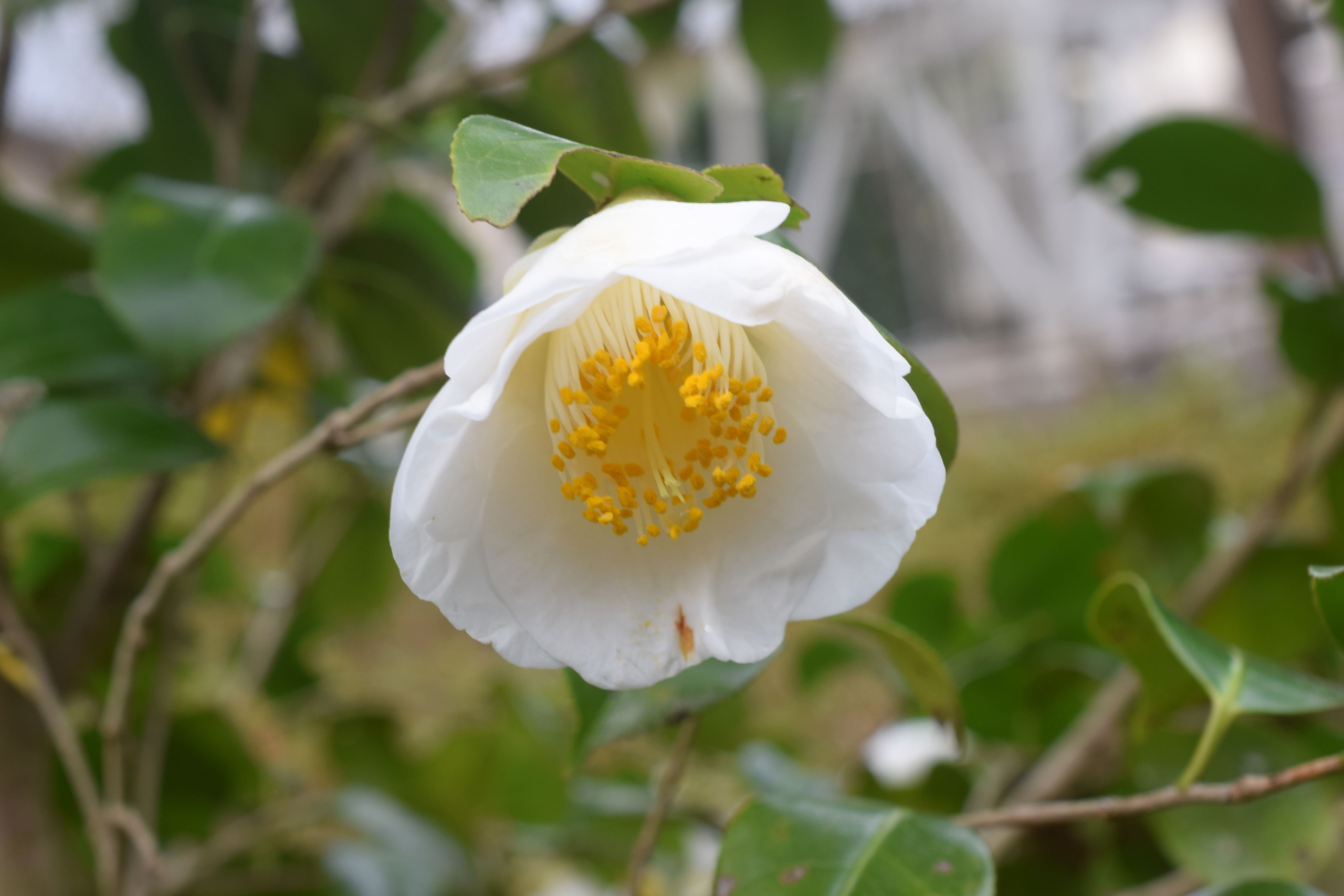 ツバキ(園芸種)