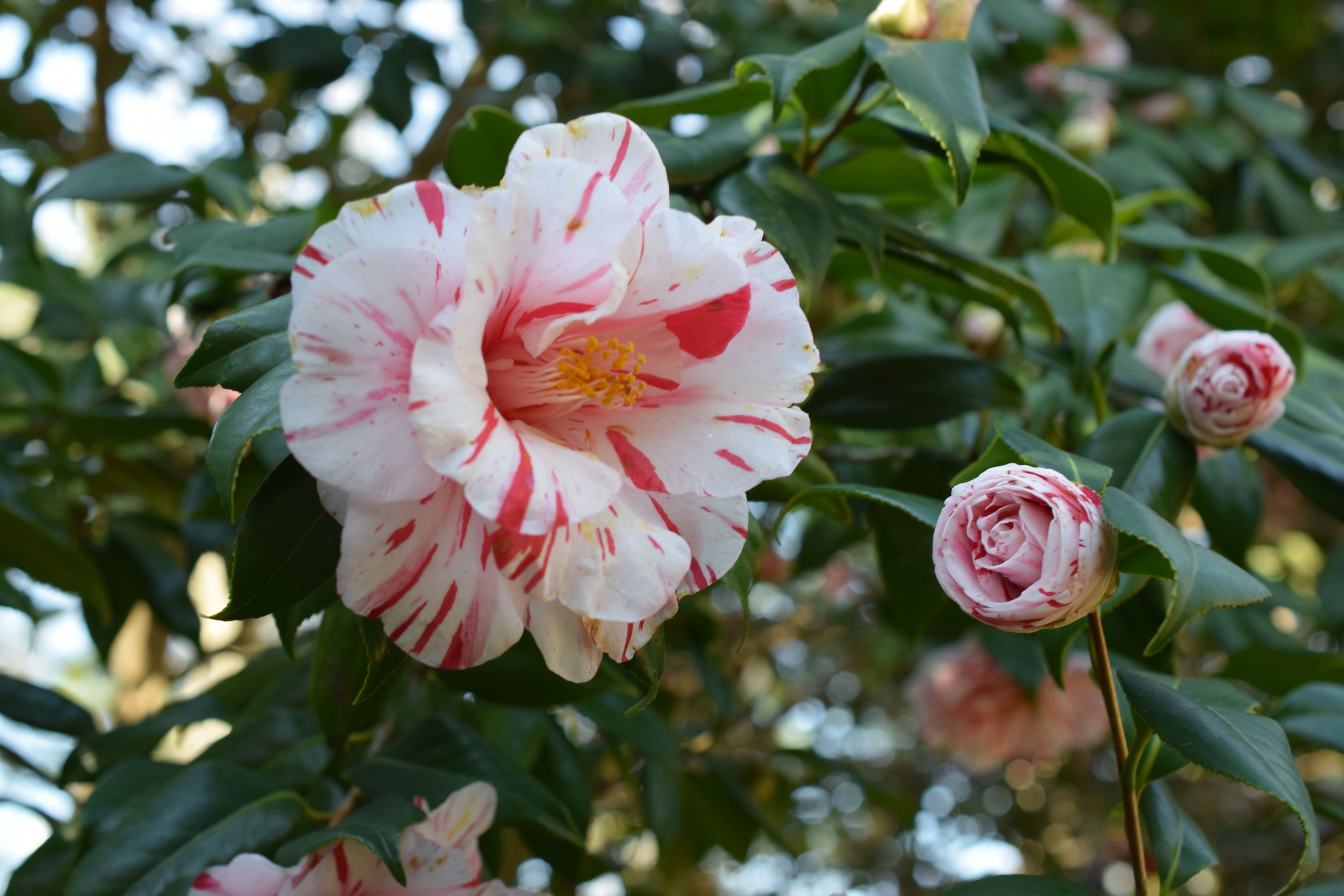 ツバキ(園芸種)