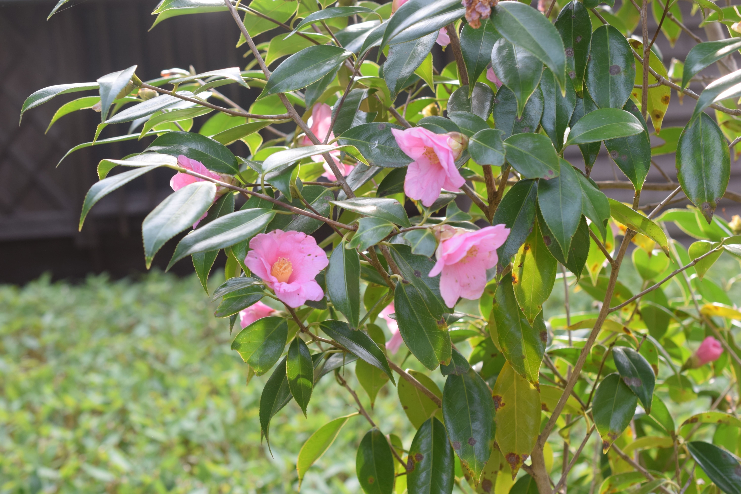 ツバキ(園芸種)