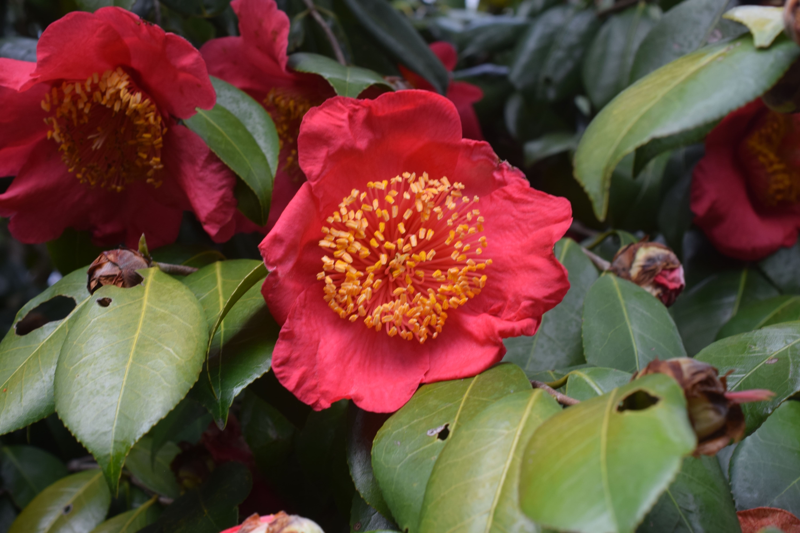 ツバキ(園芸種)