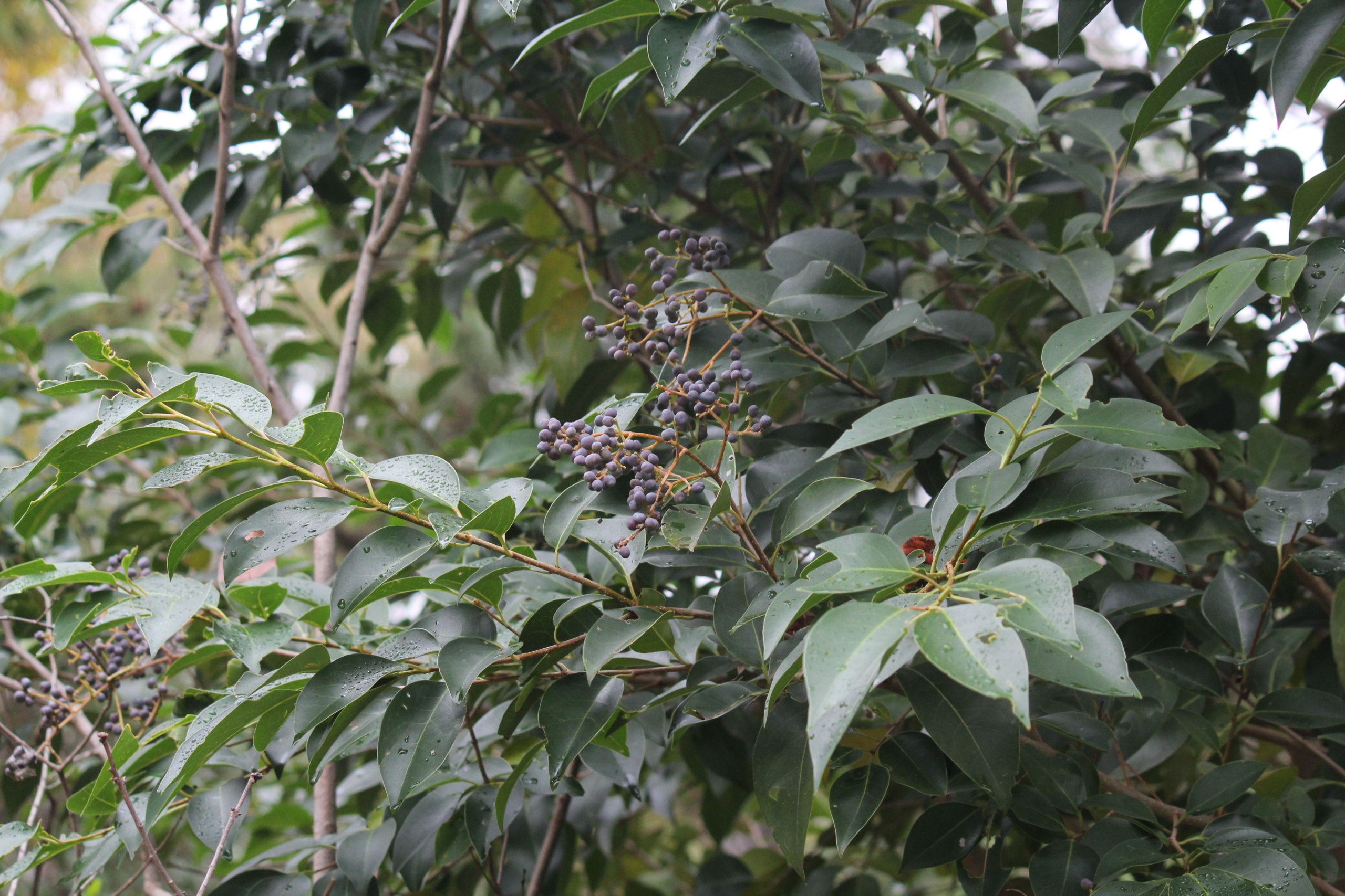 トウネズミモチ