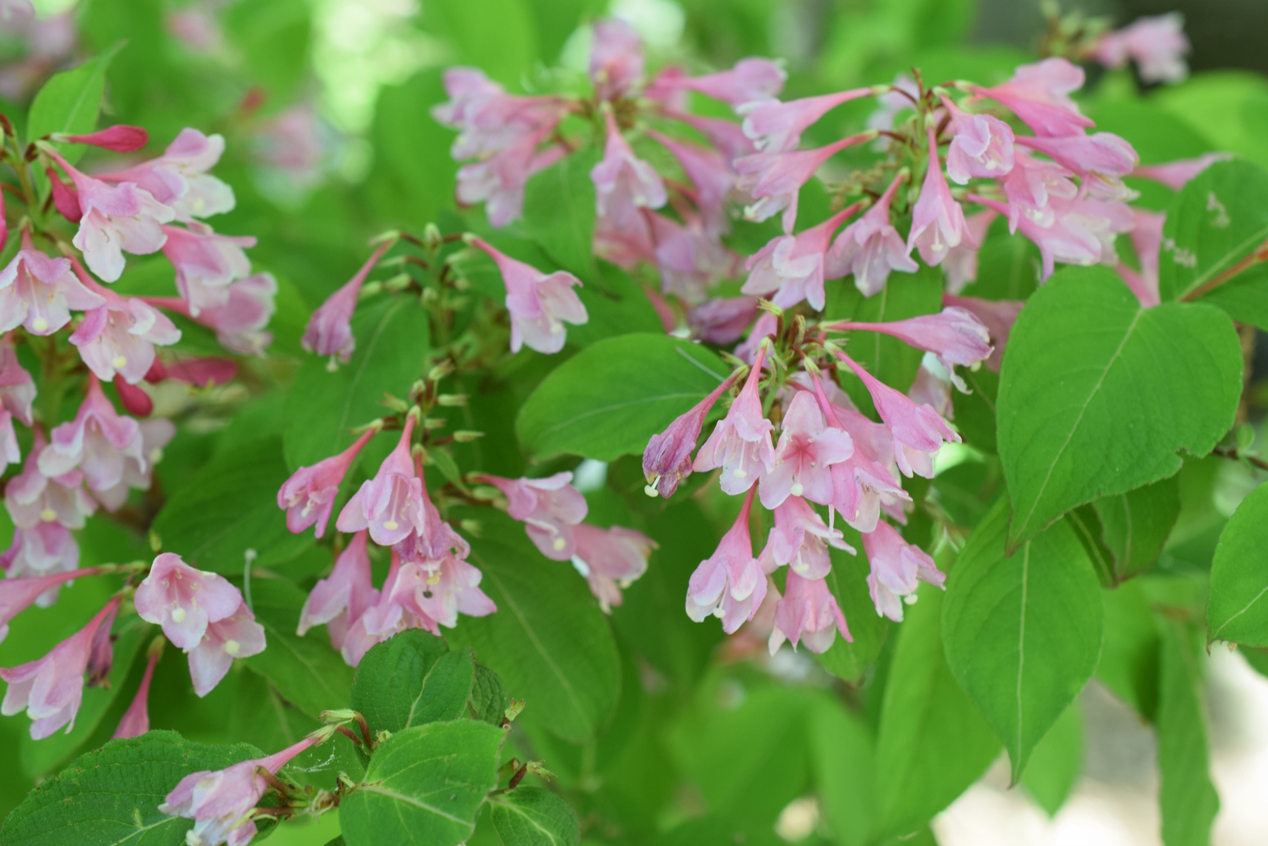 ニシキウツギ(オーレオバリエガータ)