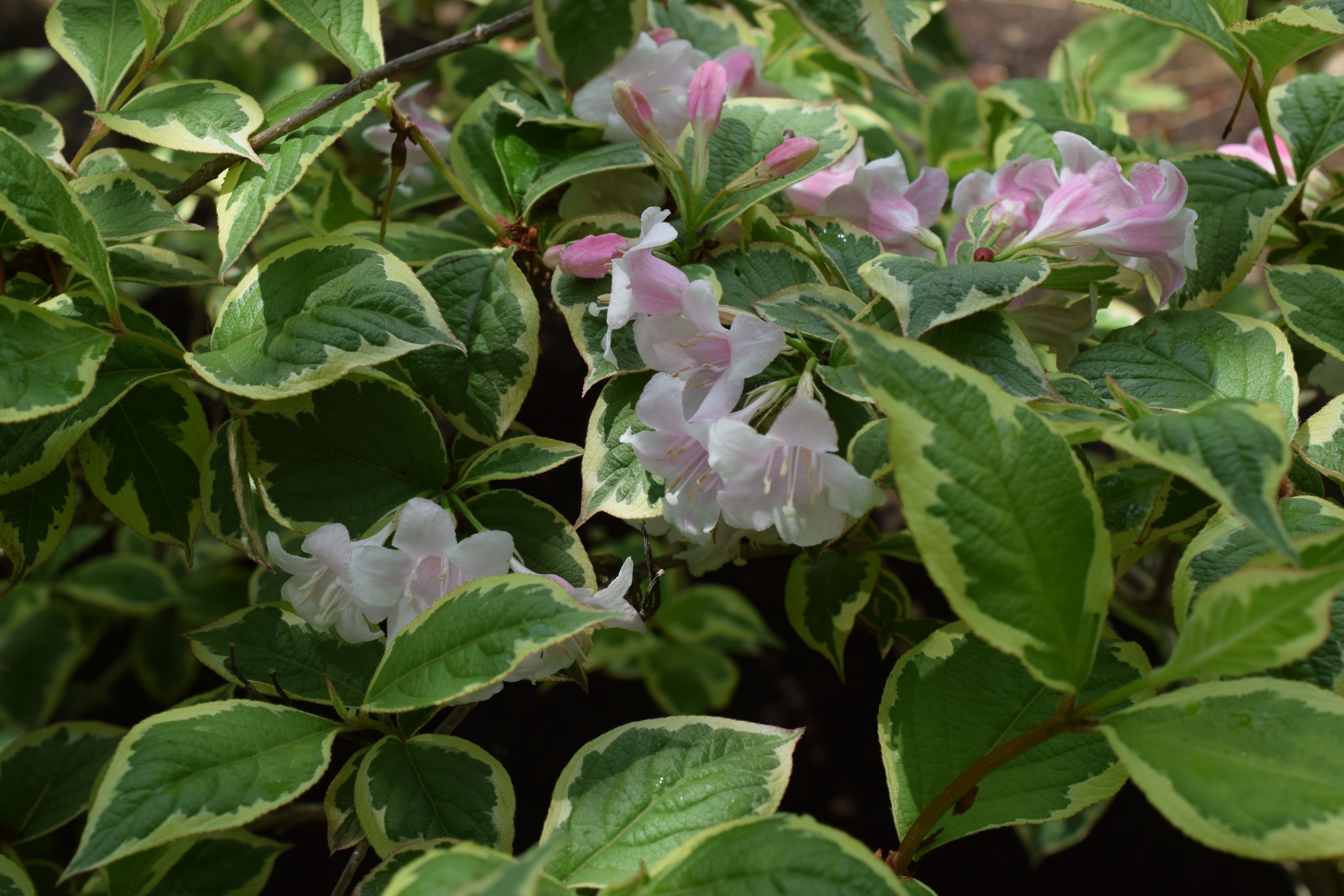 ニシキウツギ（オーレオバリエガータ）